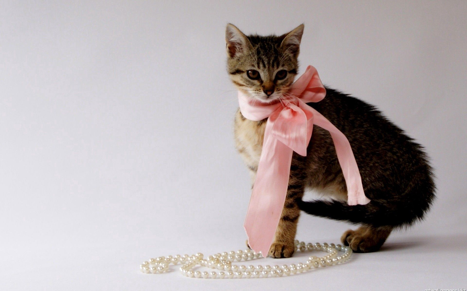 iPhone background bow, beautiful, animals, kitten