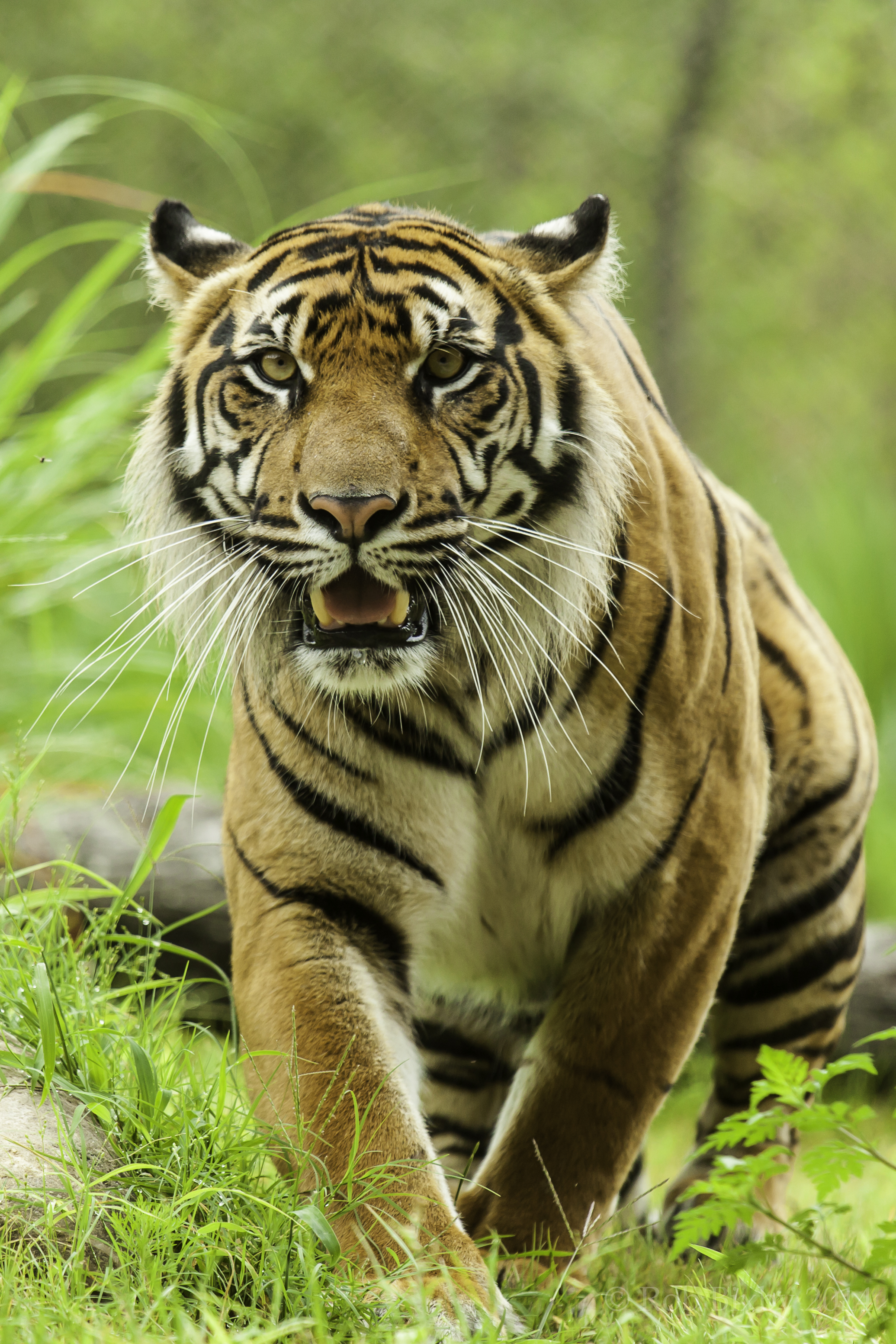 68616 скачать обои большая кошка, тигр, хищник, взгляд, трава, животные - заставки и картинки бесплатно