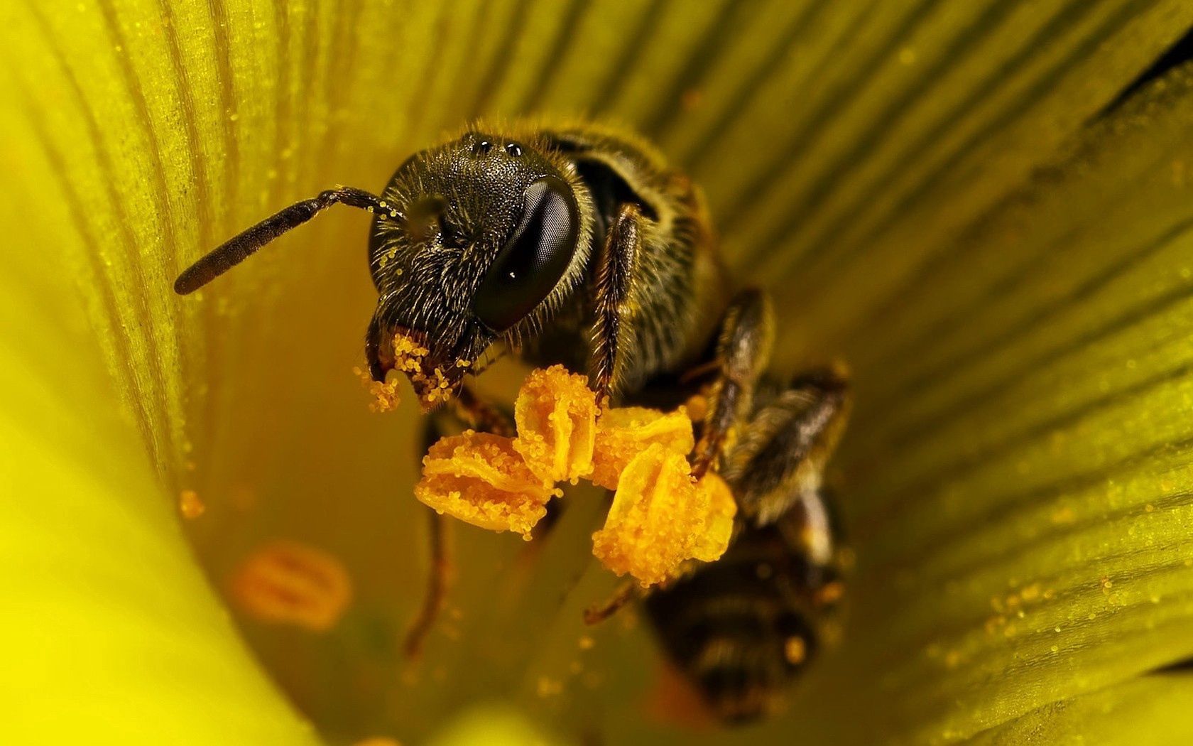 Laden Sie das Blume, Makro, Insekt, Biene, Bestäubung-Bild kostenlos auf Ihren PC-Desktop herunter