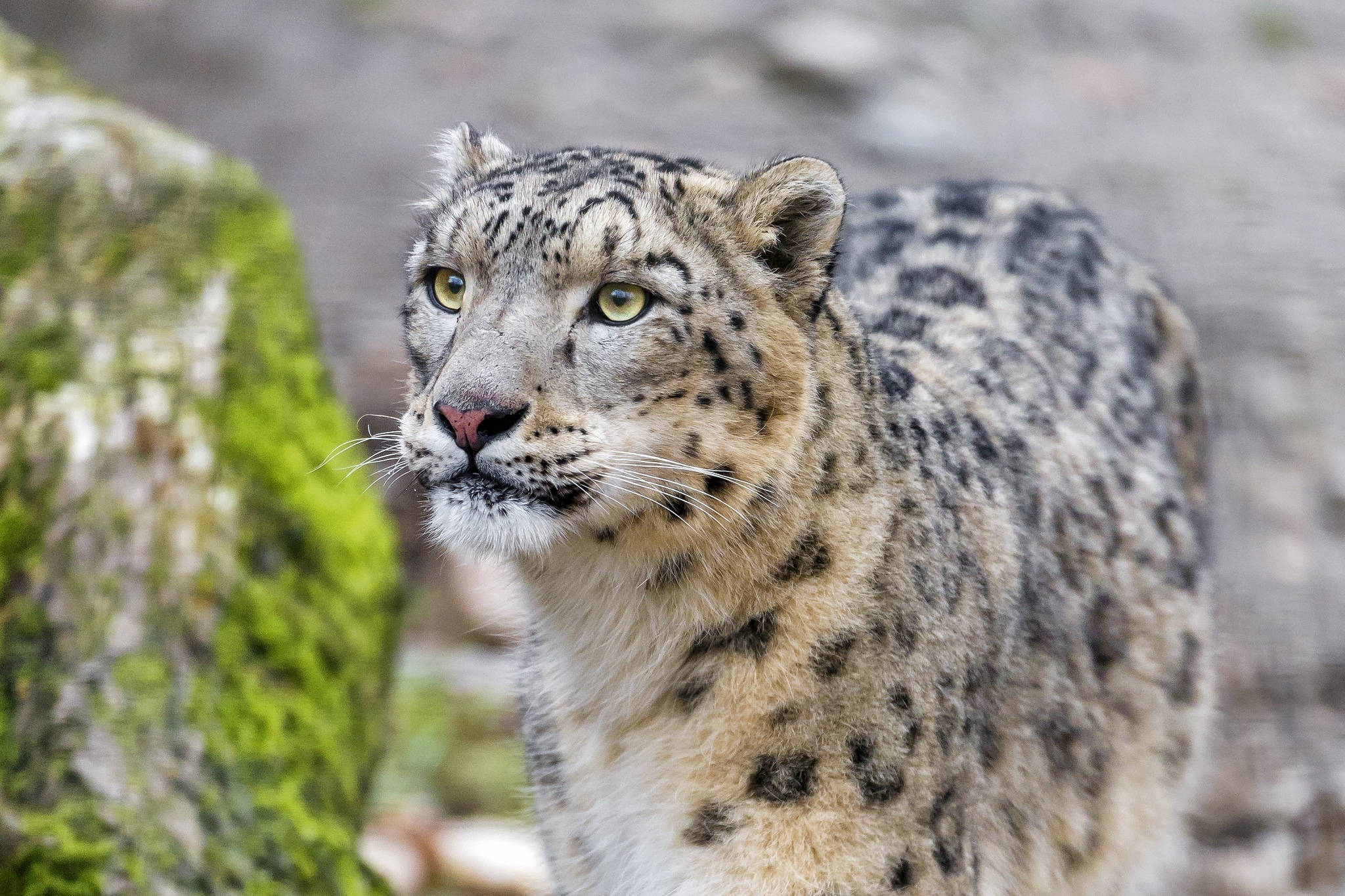 120853 Hintergrundbild herunterladen tiere, schneeleopard, leopard, schnauze, raubtier, predator, wilde katze, wildkatze, irbis - Bildschirmschoner und Bilder kostenlos