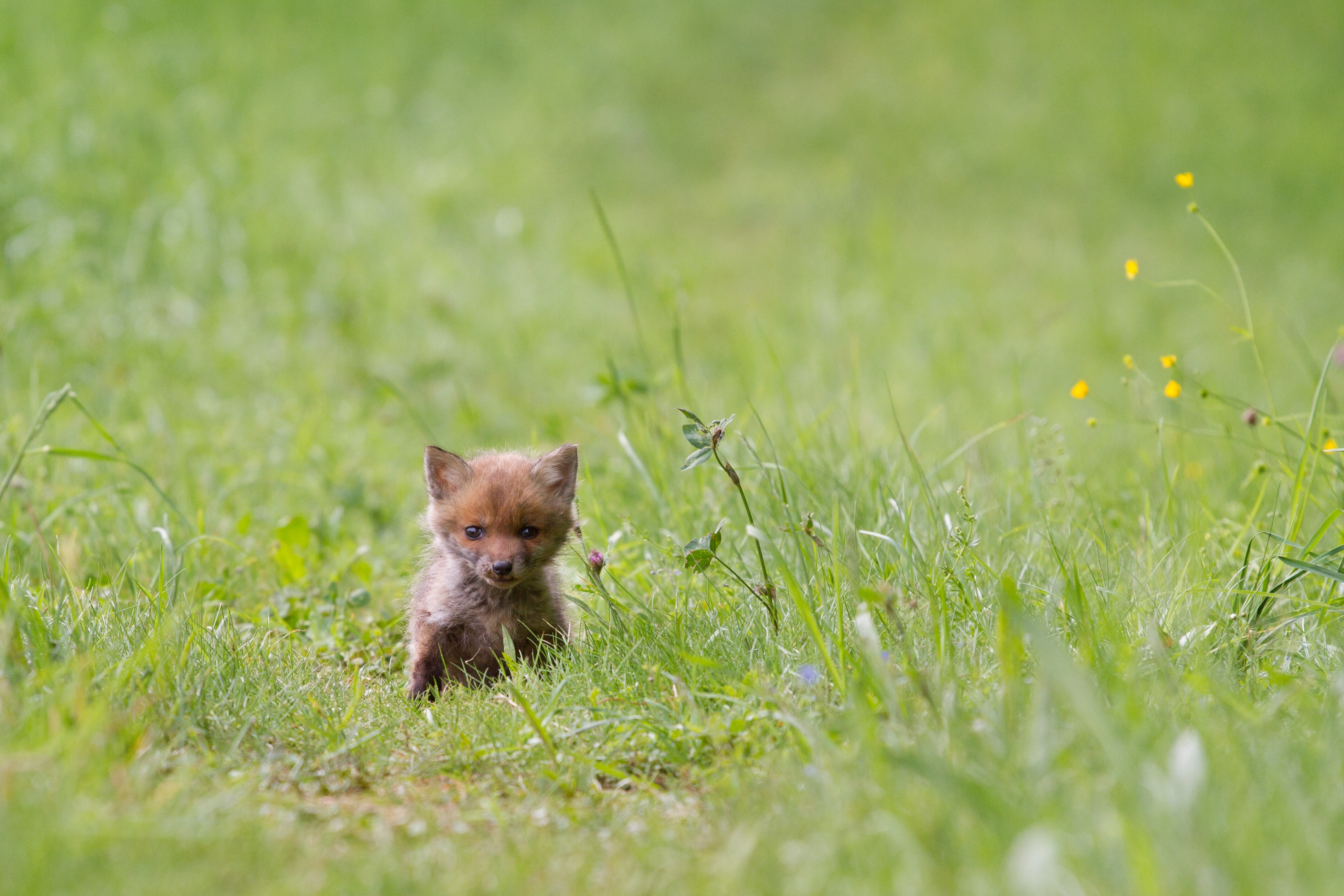 fox, animals, grass, young, joey