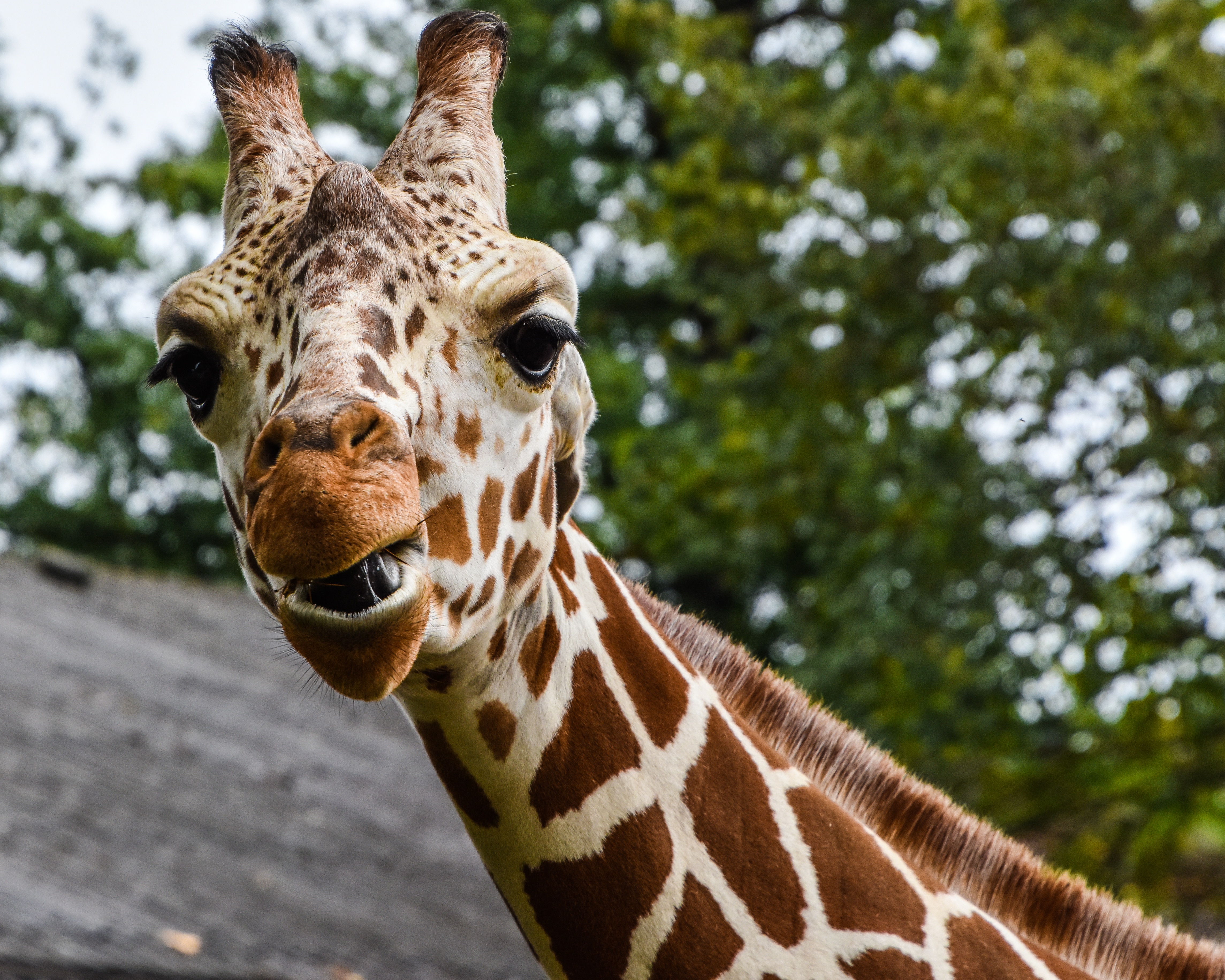 54478 Bild herunterladen tiere, schnauze, fleckig, gefleckt, giraffe - Hintergrundbilder und Bildschirmschoner kostenlos