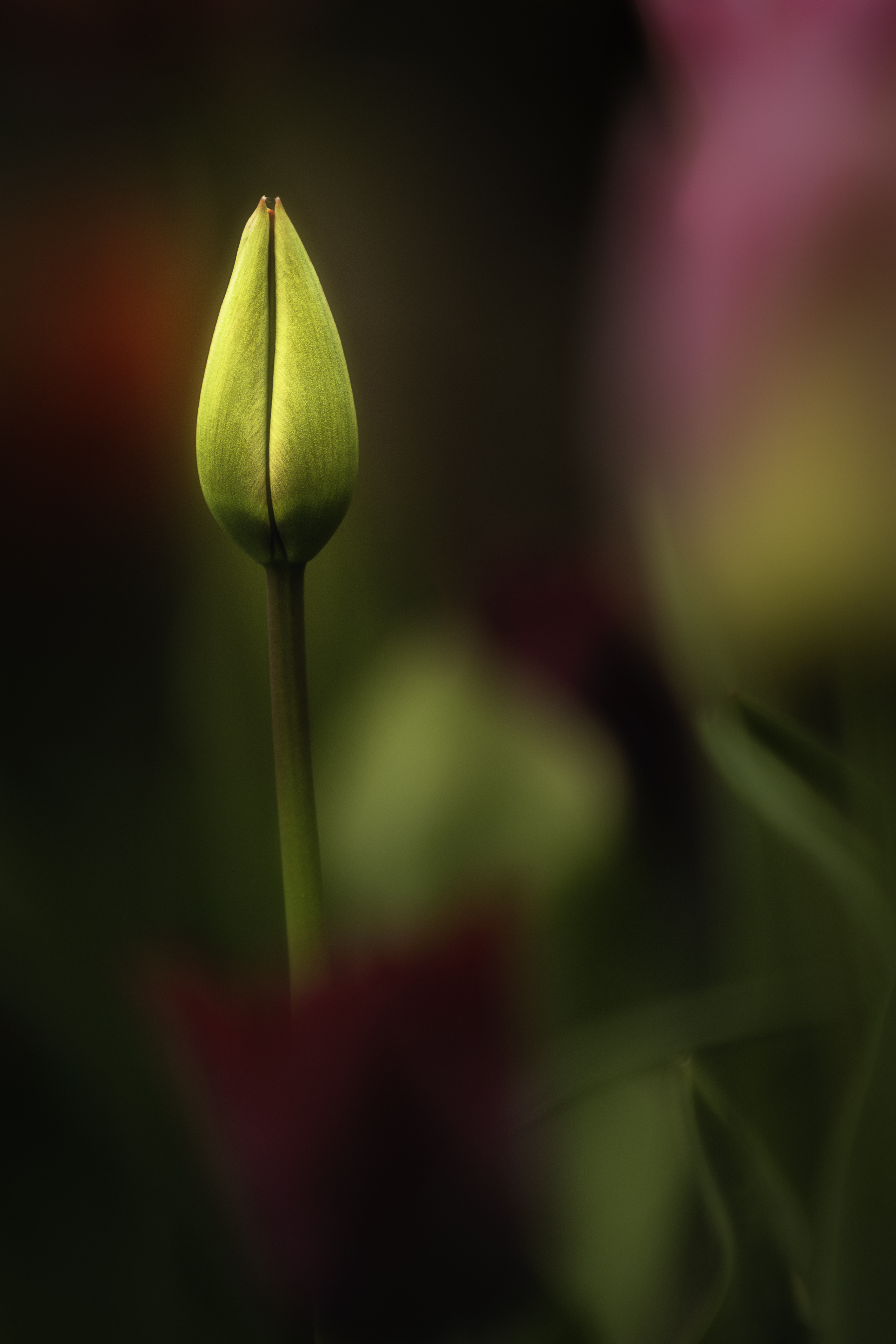 109848 Hintergrundbilder und Tulip Bilder auf dem Desktop. Laden Sie gelb, bud, tulpe, makro Bildschirmschoner kostenlos auf den PC herunter