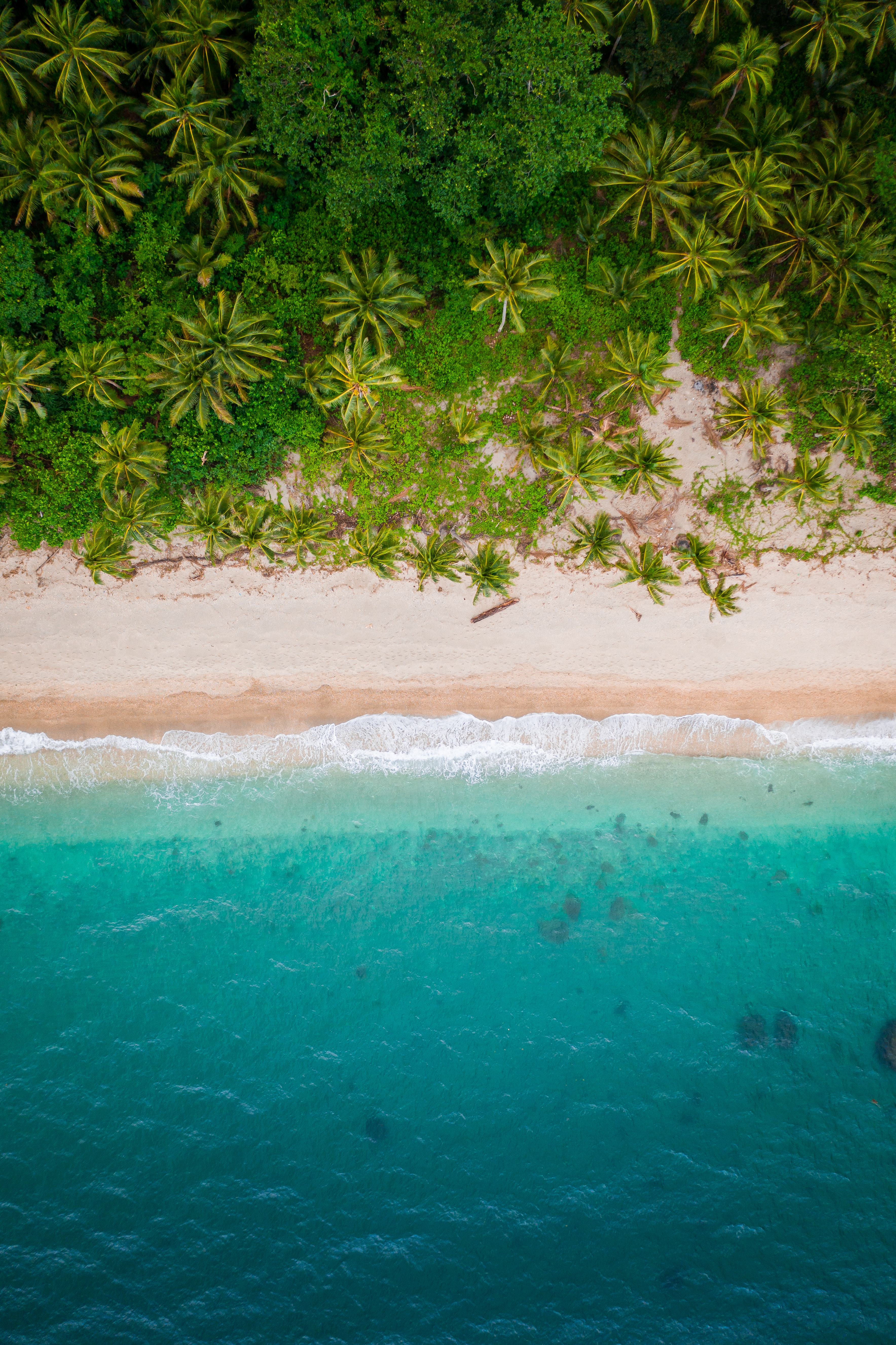bank, view from above, nature, beach, palms, sand, shore for android