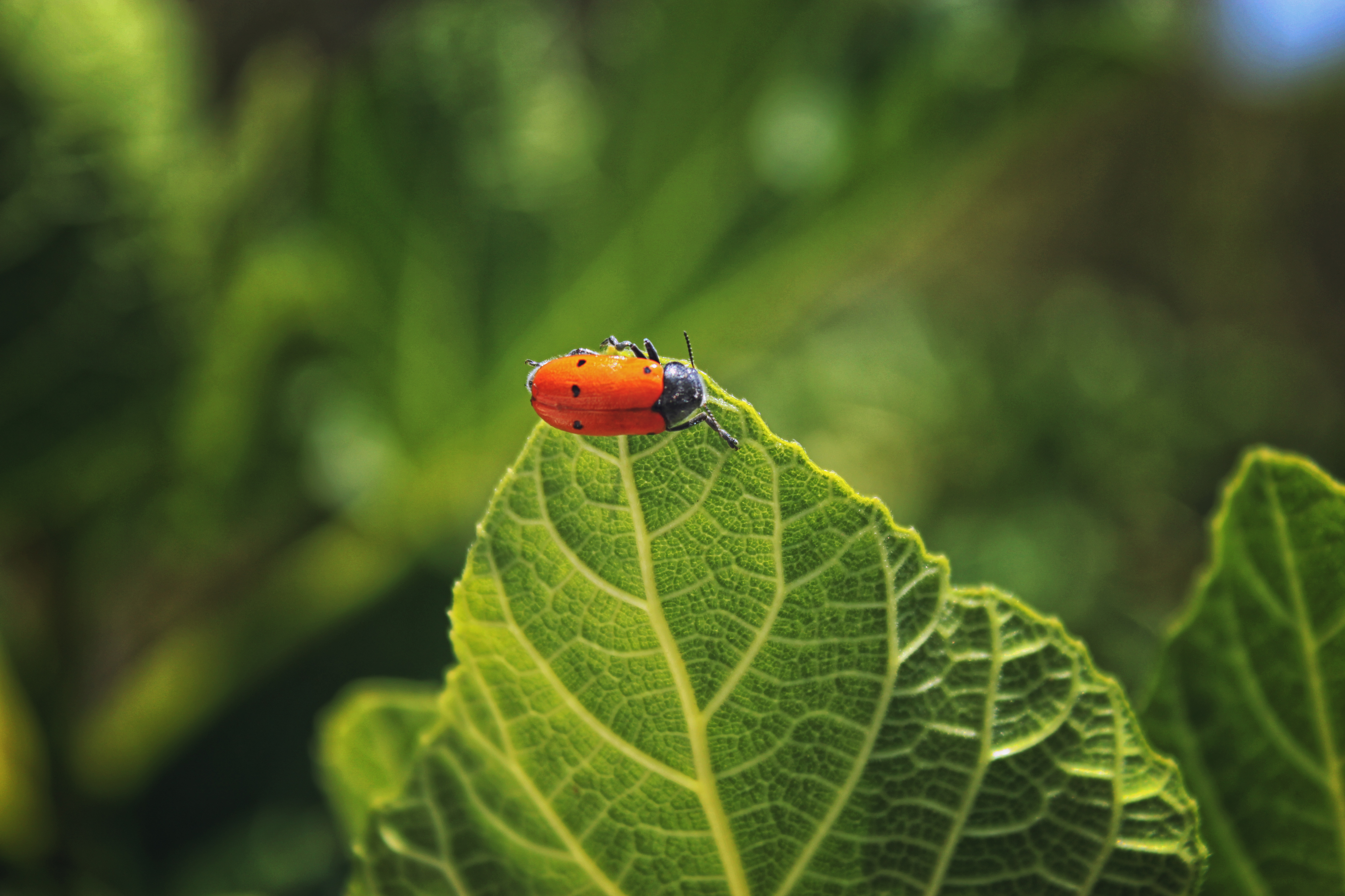 red, beetle, insect, bug Vertical Wallpapers