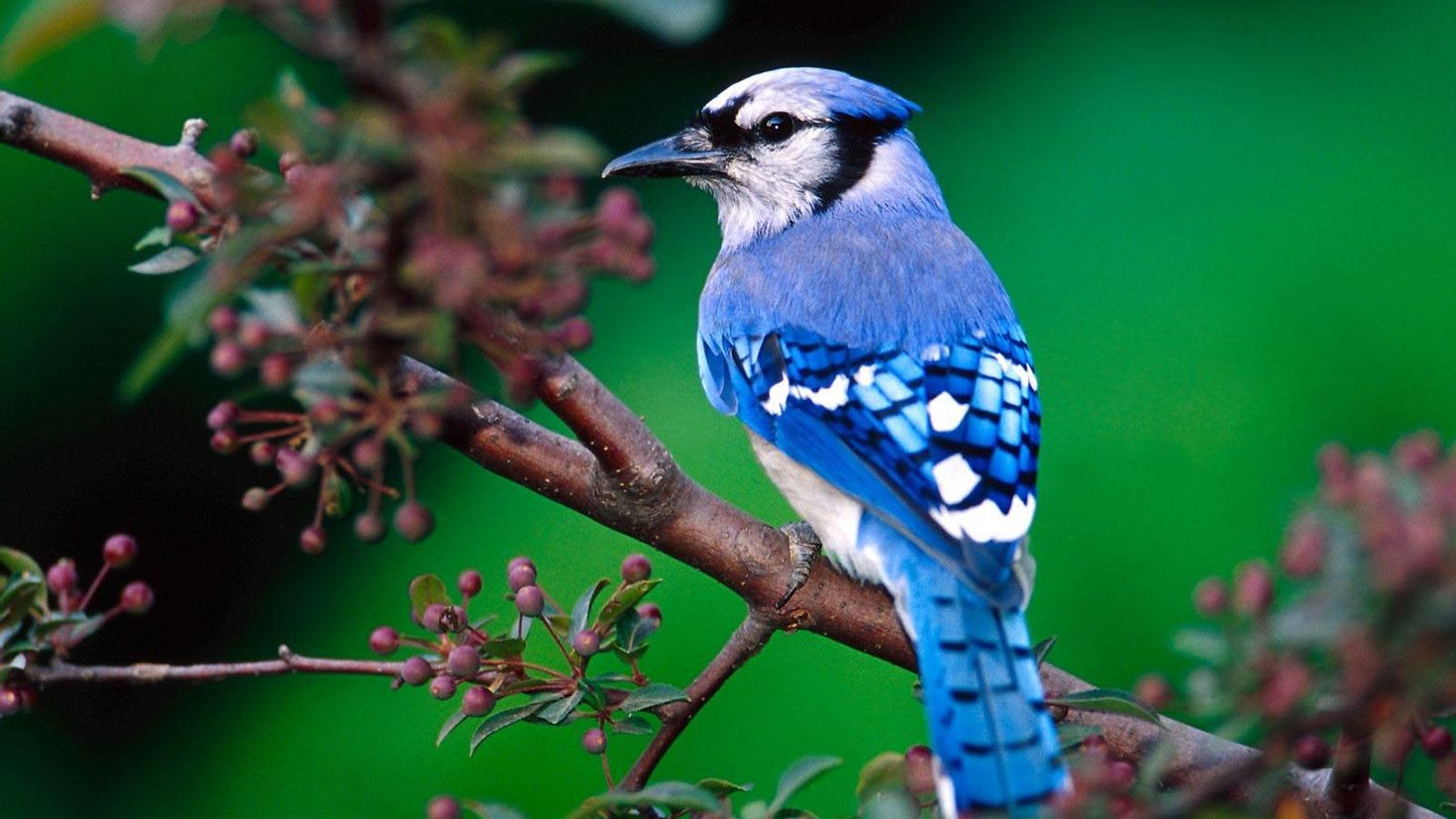 Птица синего цвета