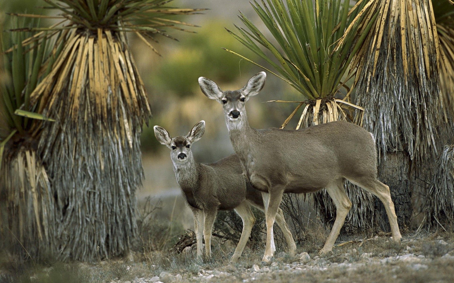 mexico, pair, animals, antelope Hd 1080p Mobile