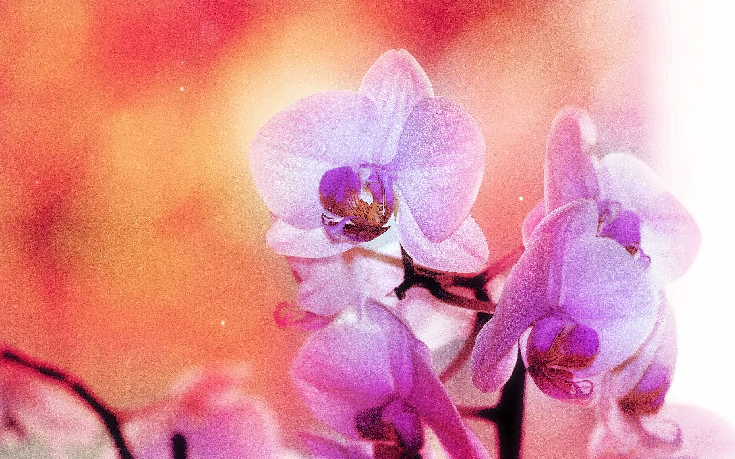 80728 Bildschirmschoner und Hintergrundbilder Orchidee auf Ihrem Telefon. Laden Sie farben, blütenblätter, orchid, makro Bilder kostenlos herunter