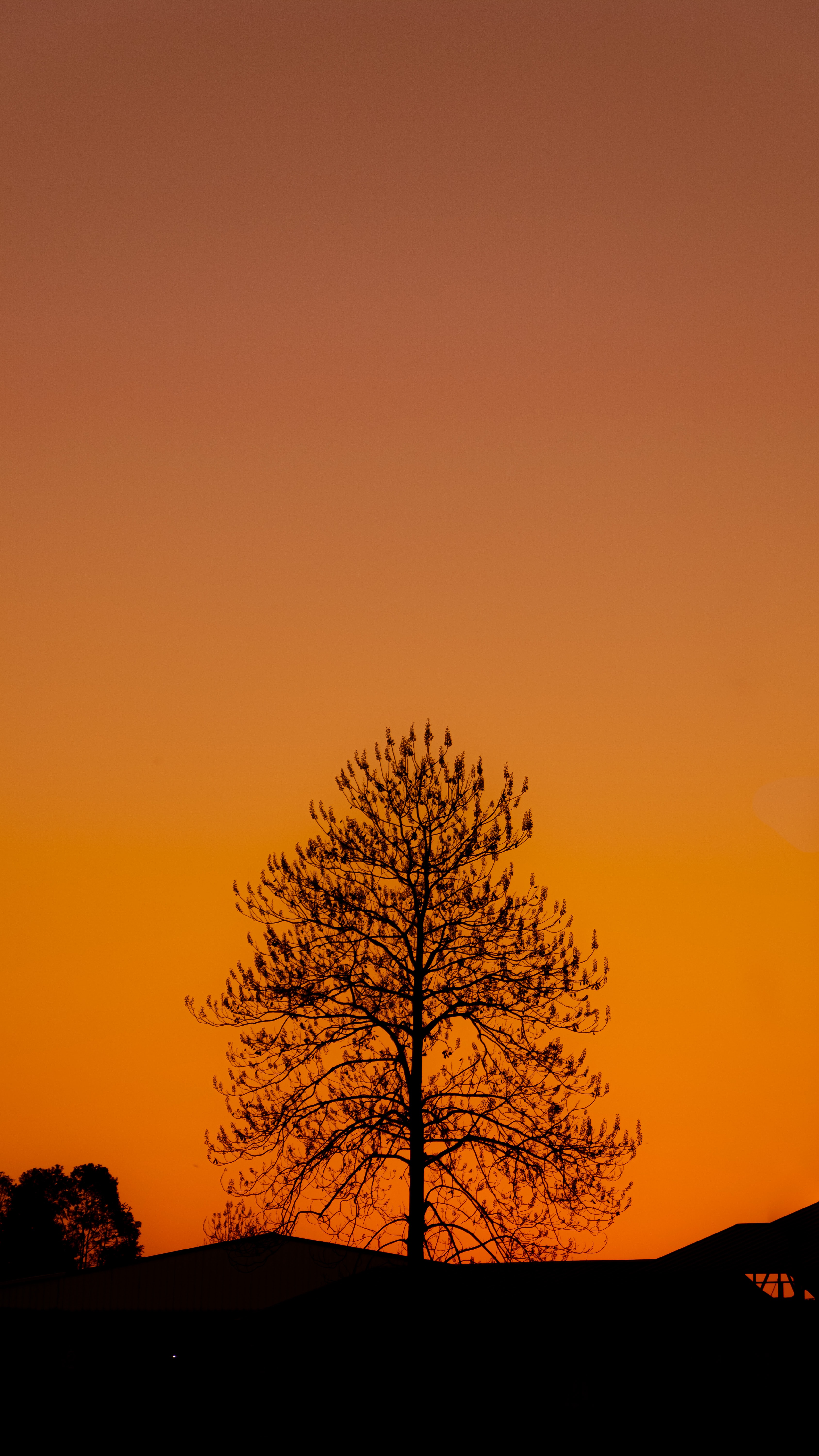 123217 download wallpaper sunset, dark, nature, silhouette, wood, tree screensavers and pictures for free