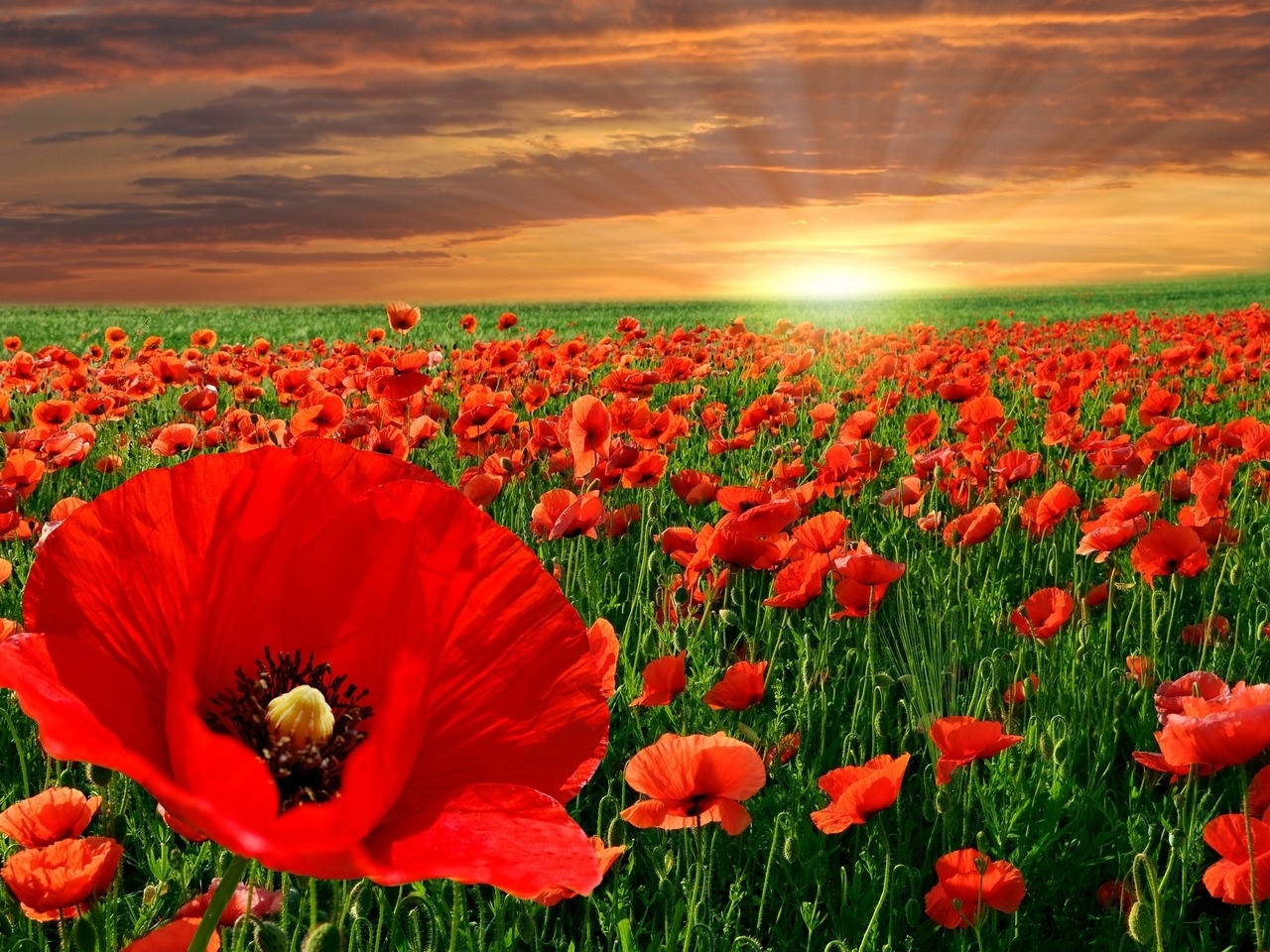 49326 download wallpaper nature, landscape, plants, poppies screensavers and pictures for free