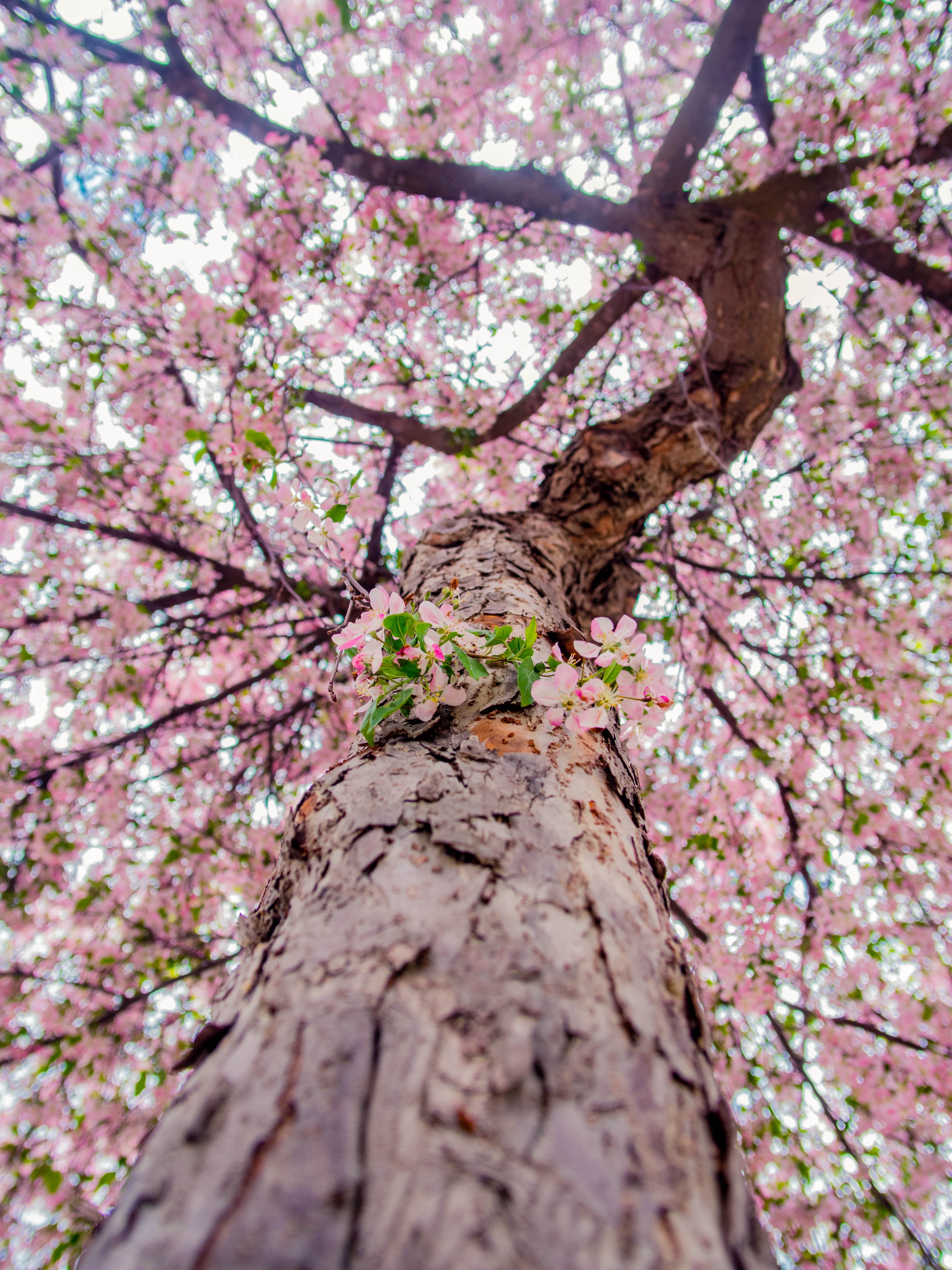 お使いの携帯電話の156756スクリーンセーバーと壁紙開花。 枝, 木材, 木, 咲くの写真を無料でダウンロード