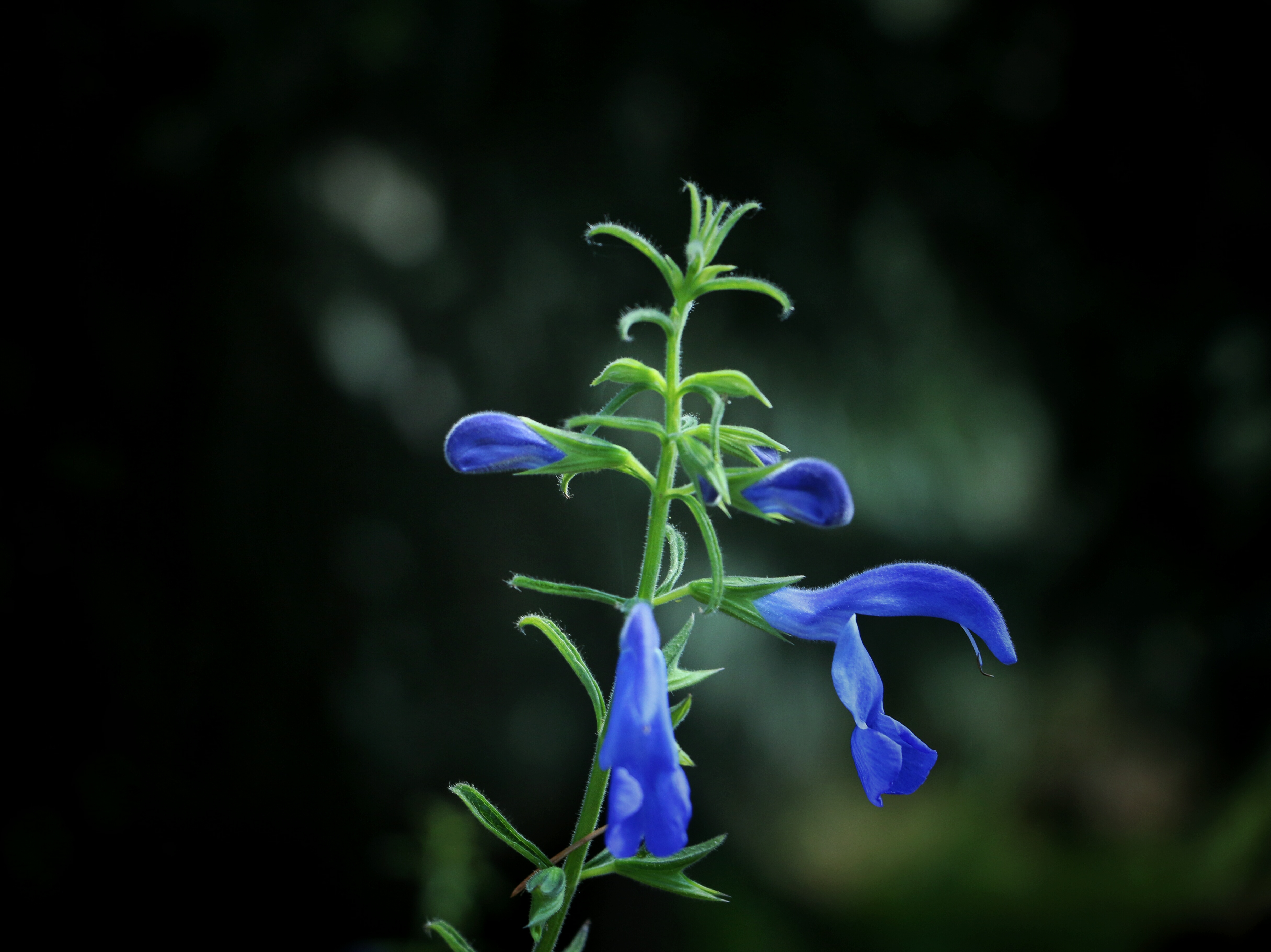 flower, blue, dark background, flowers Windows Mobile Wallpaper