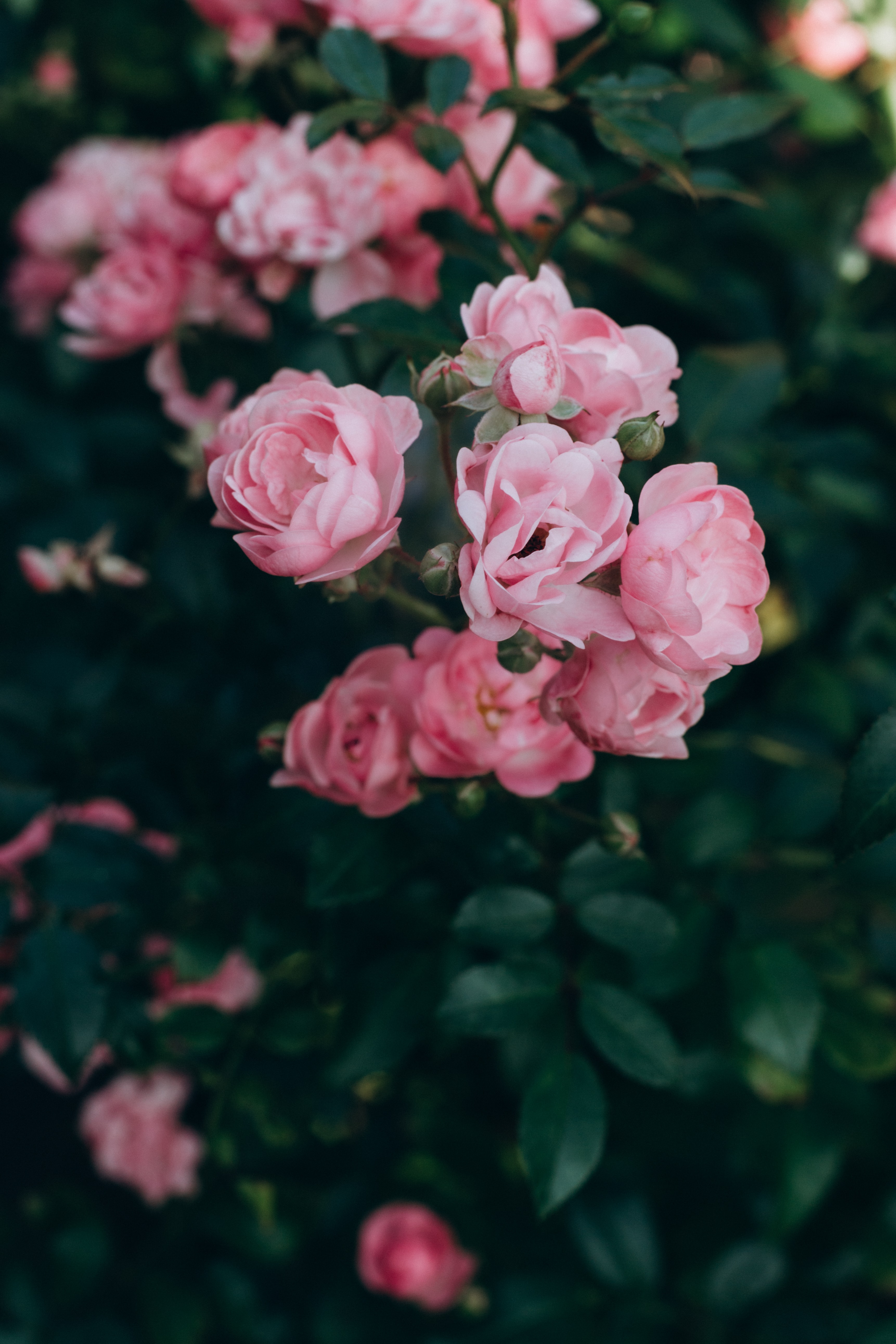 140461 Заставки и Обои Розовый на телефон. Скачать лепестки, цветы, роза, куст картинки бесплатно
