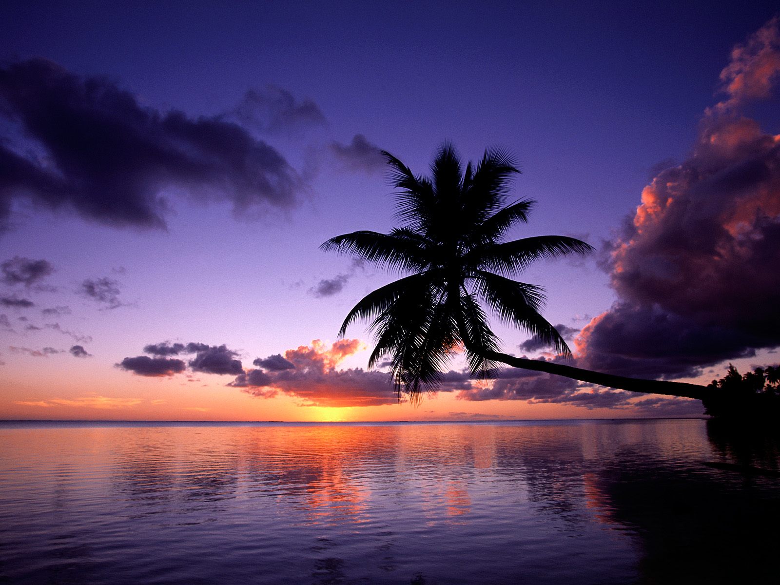 sea, earth, beach, palm tree Lock Screen Images