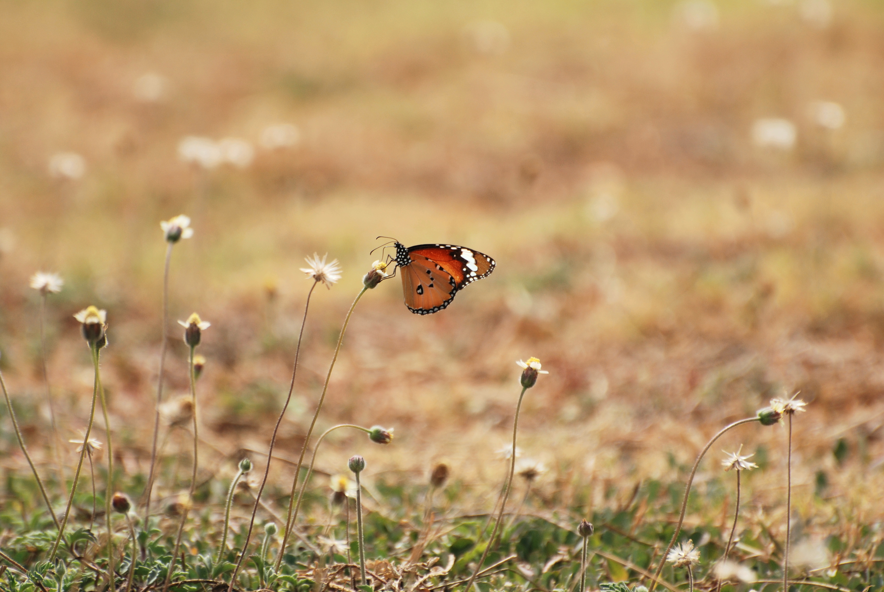 wallpapers butterfly, animals, flowers, grass, macro, wings
