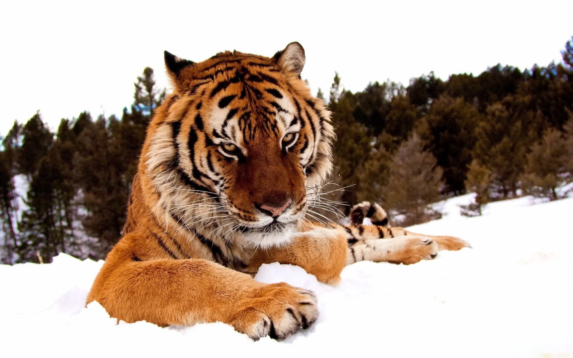 131992 Заставки и Обои Большая Кошка на телефон. Скачать полосатый, животные, снег, тигр картинки бесплатно