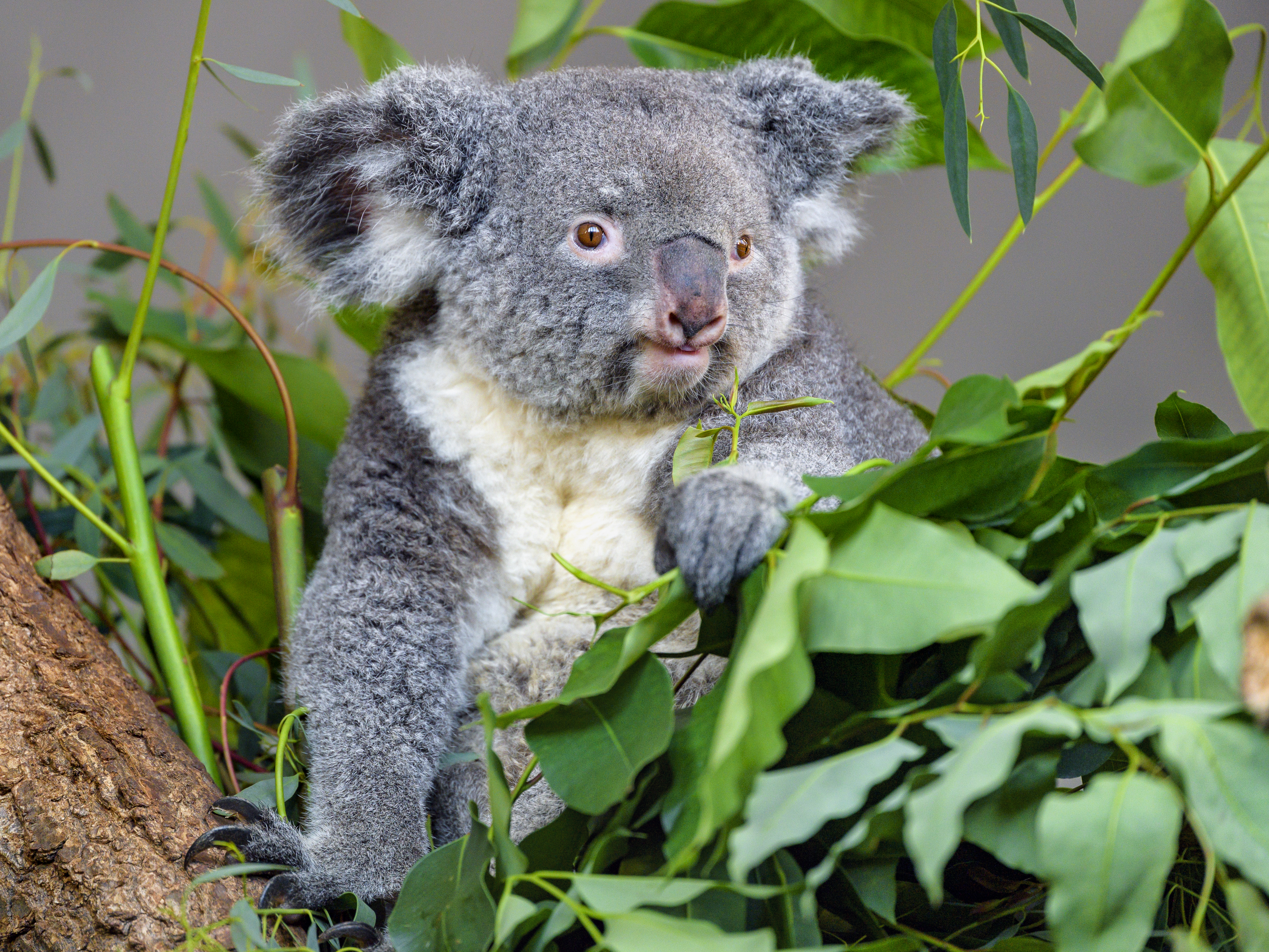 120409 Hintergrundbild herunterladen tier, koala, tiere, blätter, grau, wilde natur, wildlife, eukalyptus - Bildschirmschoner und Bilder kostenlos