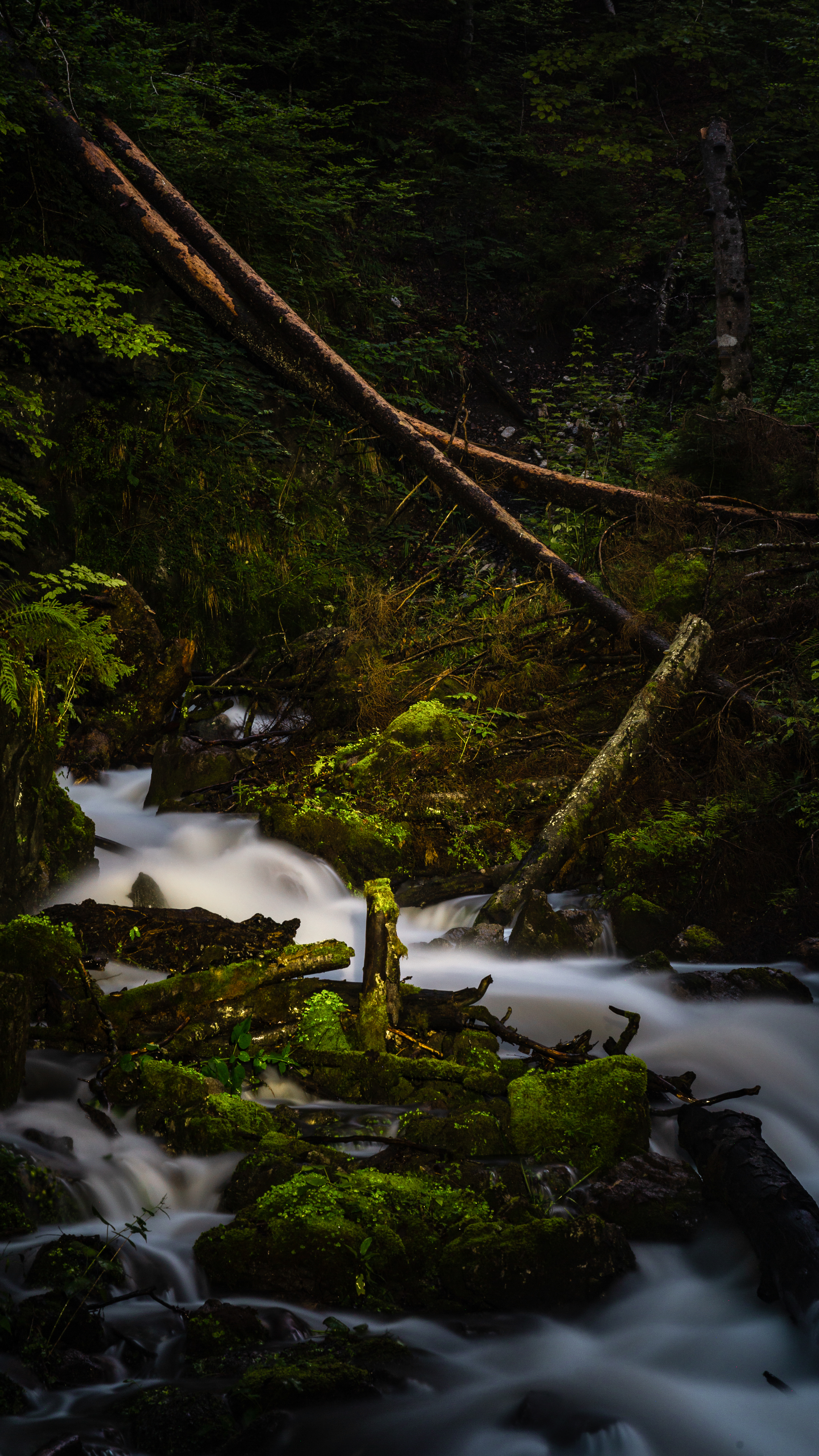 moss, nature, rivers, stones, branches, flow, stream
