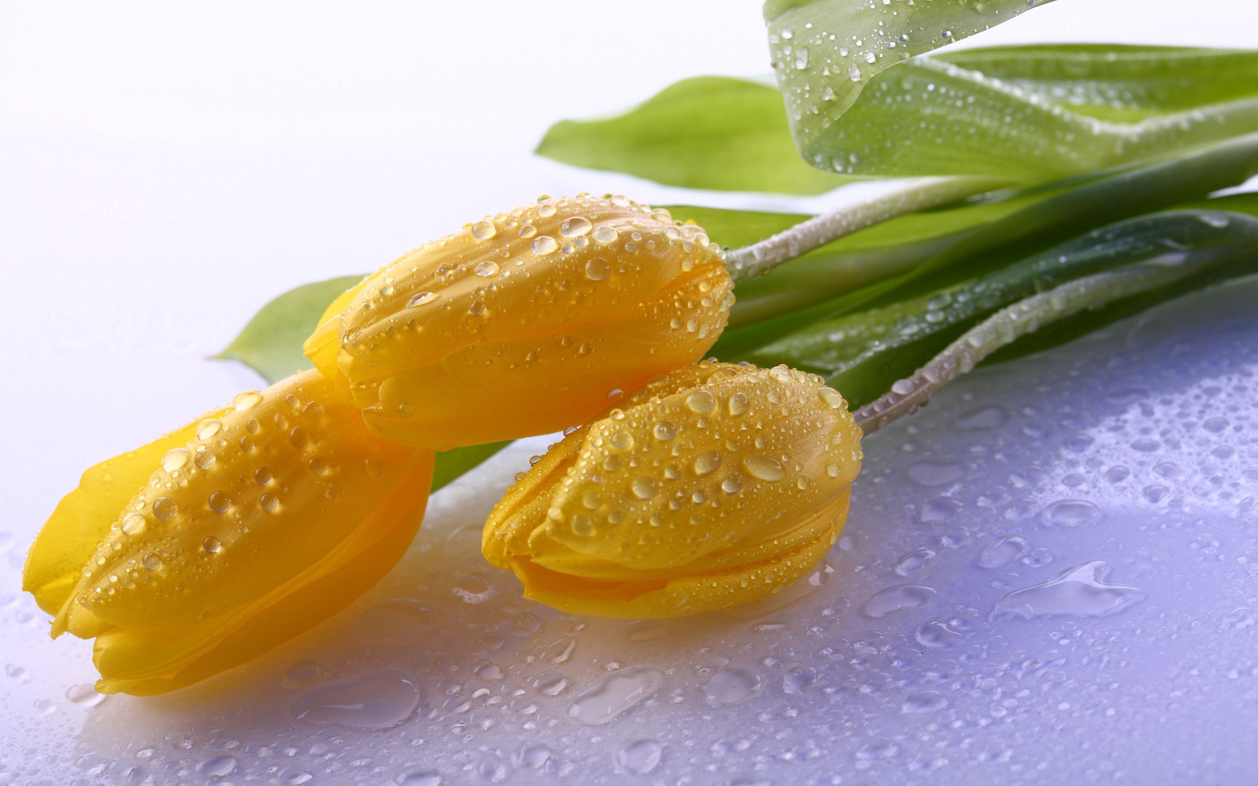 water, flowers, tulips, drops, yellow wallpaper for mobile