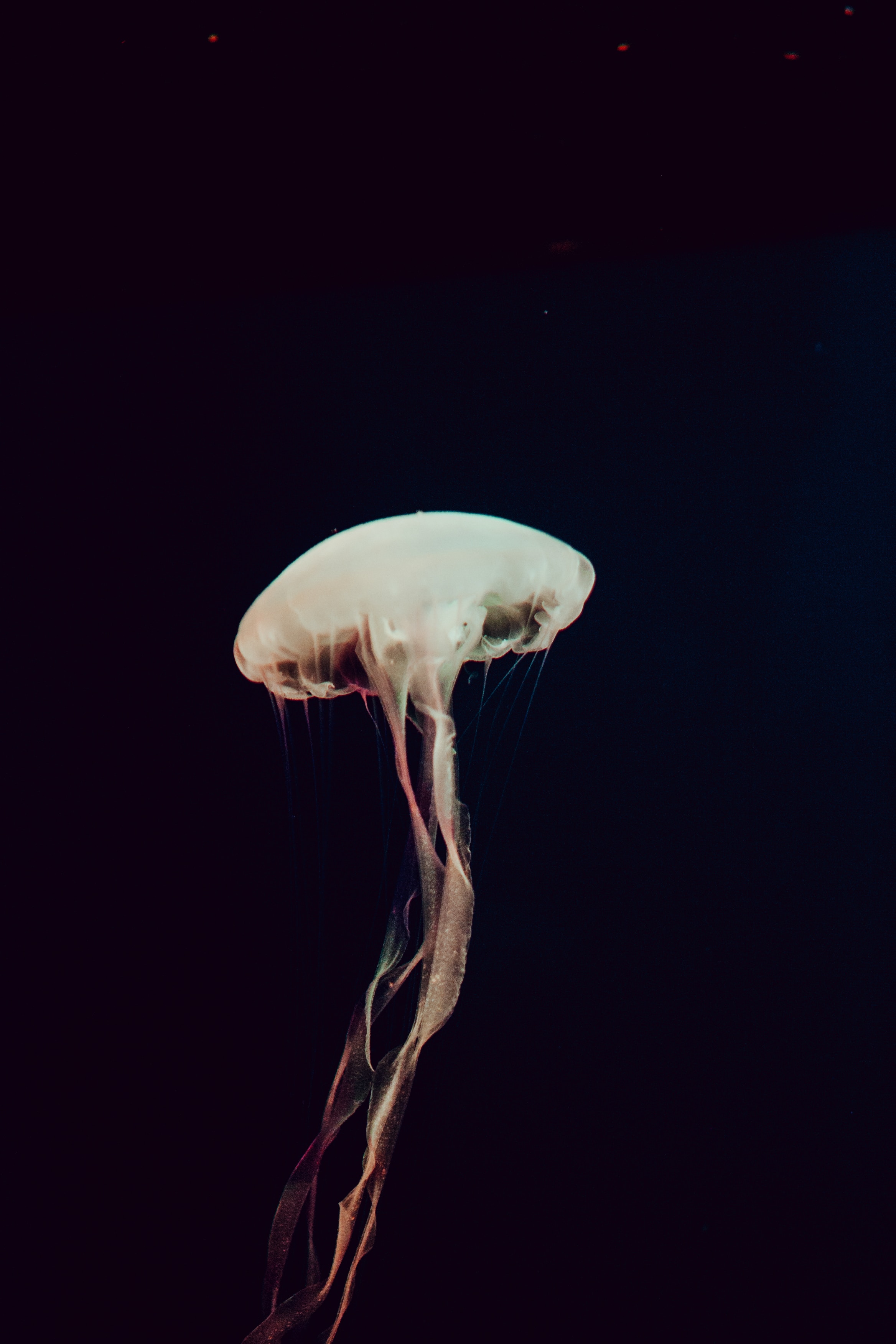 Images & Pictures dark, depth, jellyfish, sea Tentacles