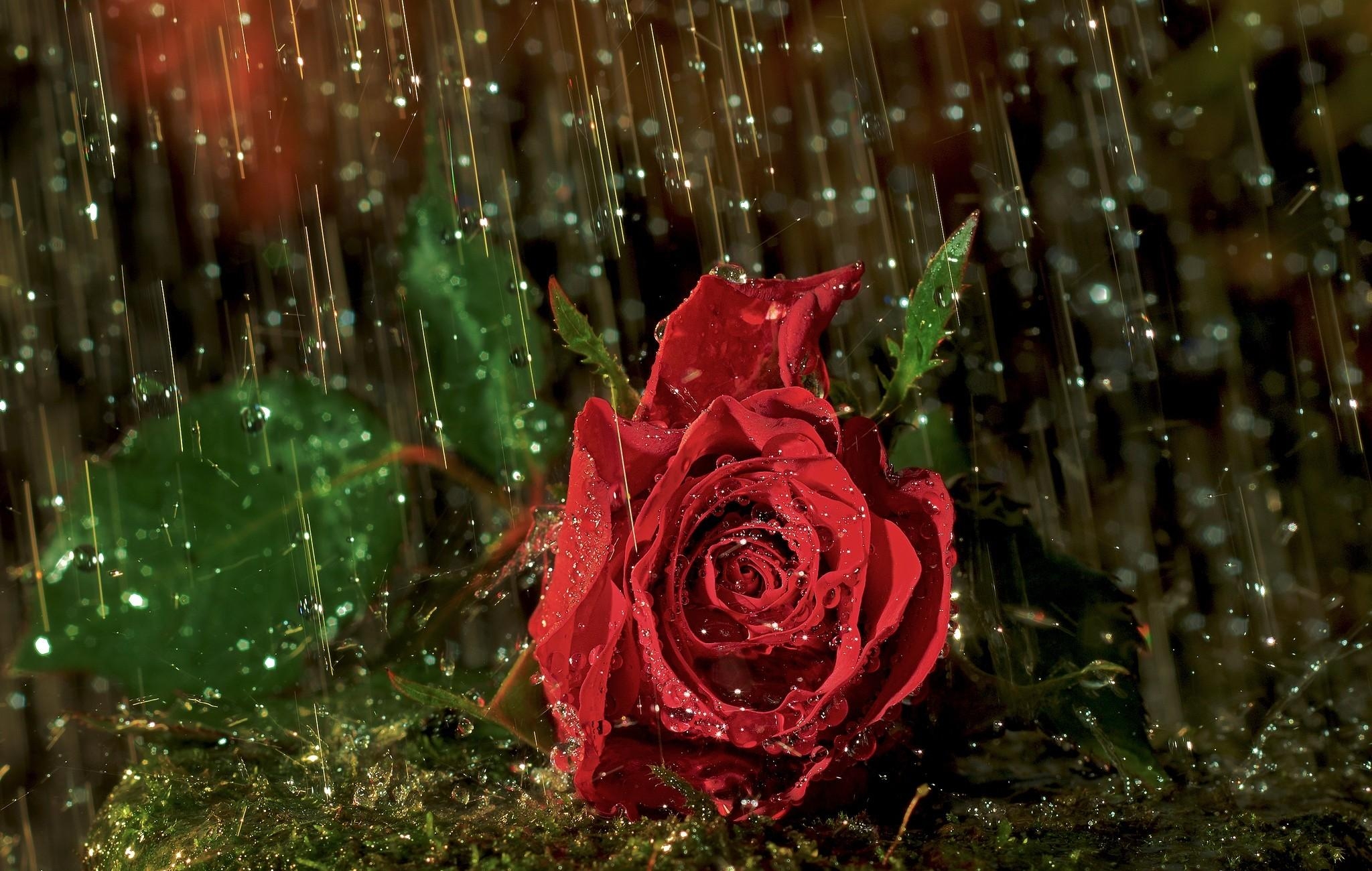 rose, rose flower, rain, flowers, drops, flower, wet HD wallpaper