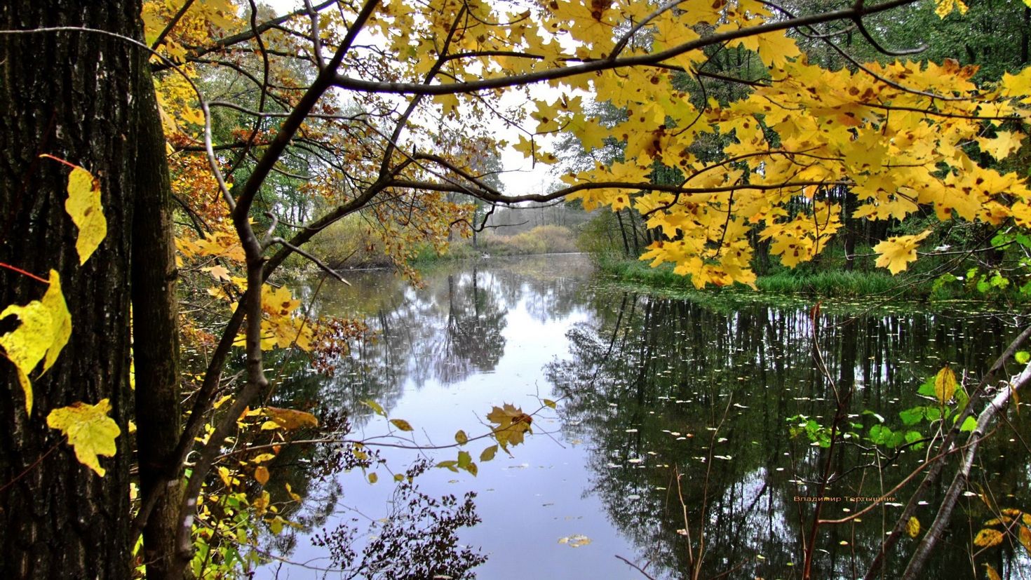 Осень листопад речка