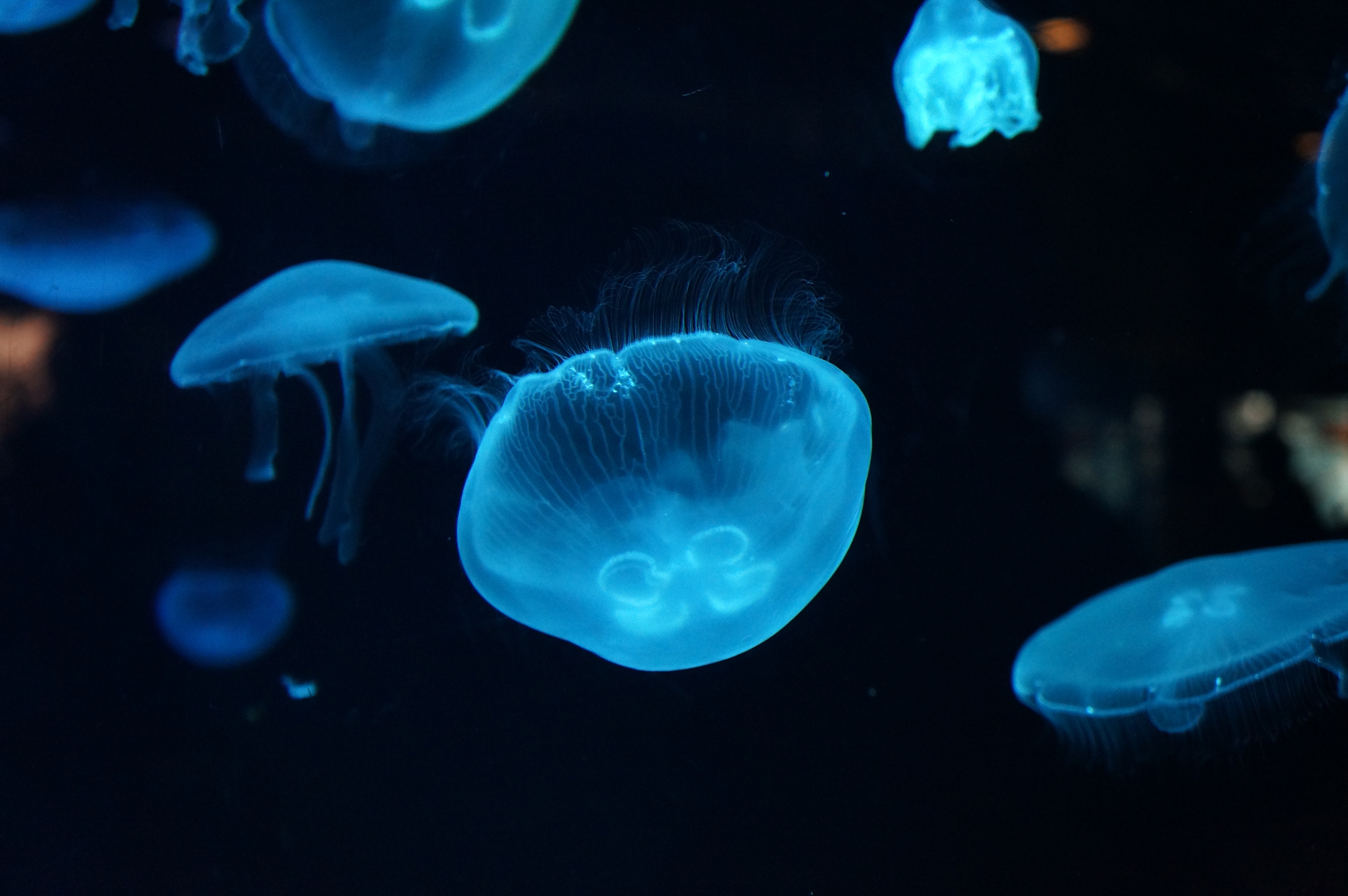 88421 Bildschirmschoner und Hintergrundbilder Jellyfish auf Ihrem Telefon. Laden Sie tiere, jellyfish, unterwasserwelt, hübsch, es ist wunderschön Bilder kostenlos herunter