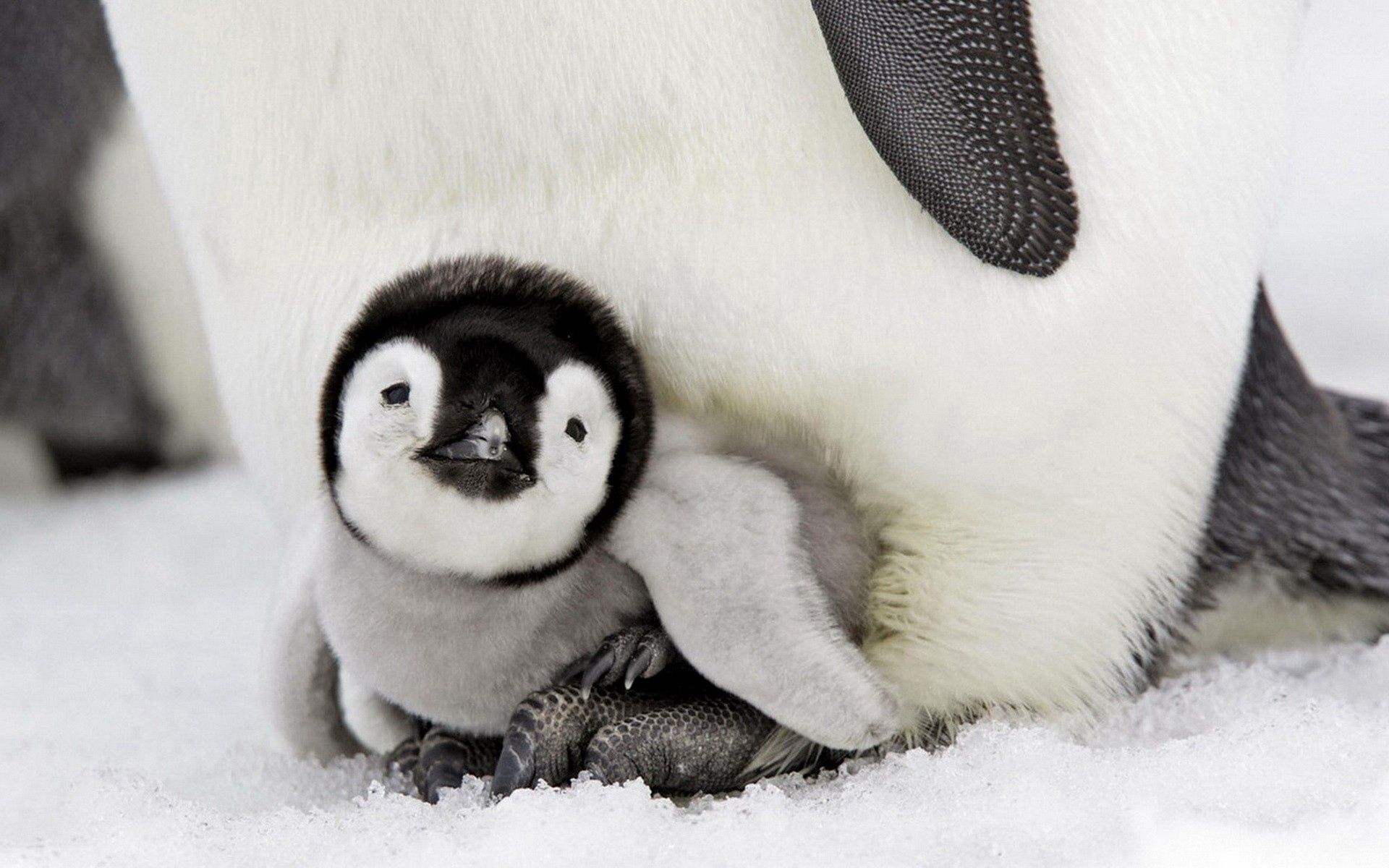 72226 Bildschirmschoner und Hintergrundbilder Pinguin auf Ihrem Telefon. Laden Sie tiere, junge, sich hinlegen, liegen, pflege, joey, pinguin Bilder kostenlos herunter