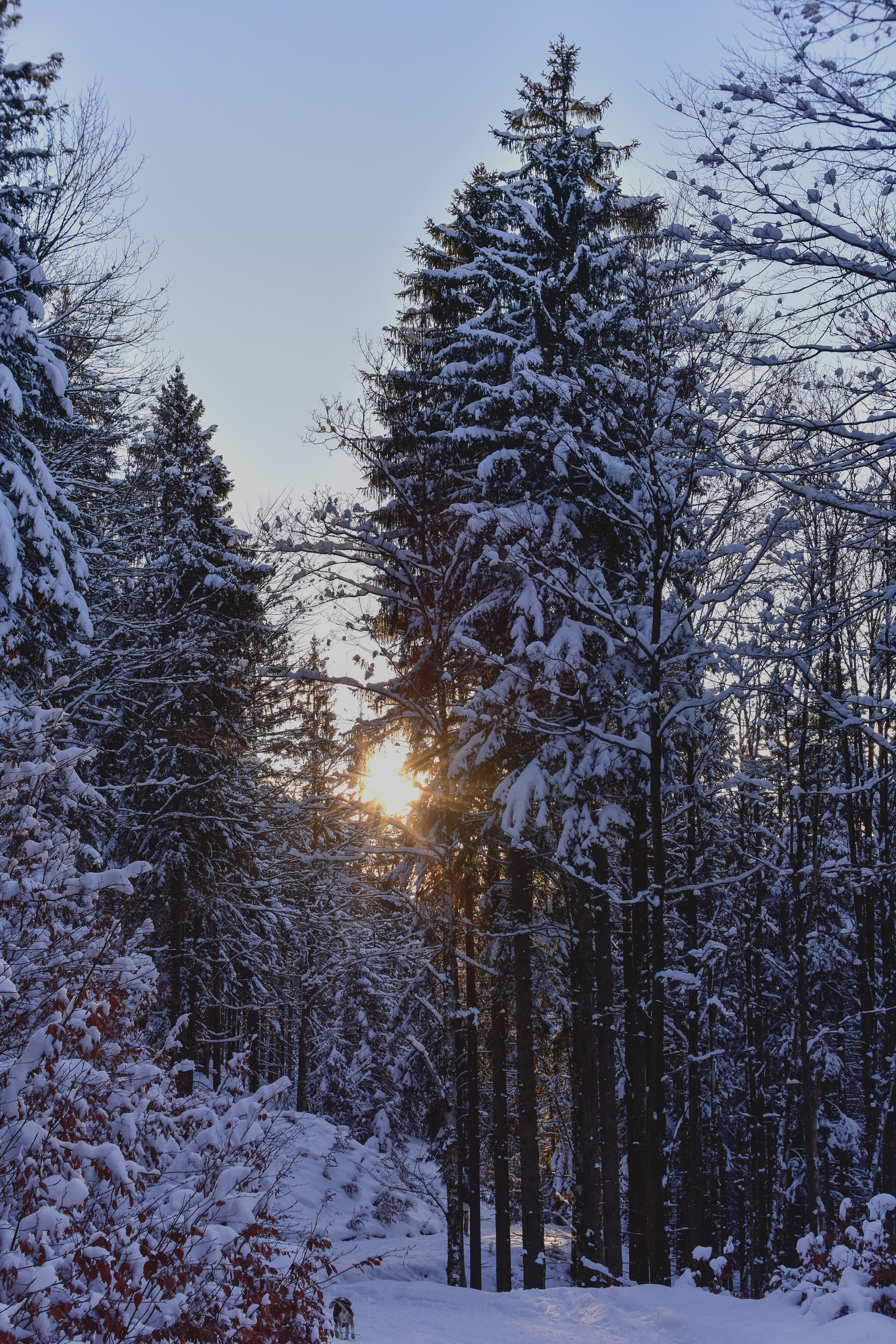 77649 Protetores de tela e papéis de parede Floresta em seu telefone. Baixe inverno, neve, árvores, pôr do sol fotos gratuitamente