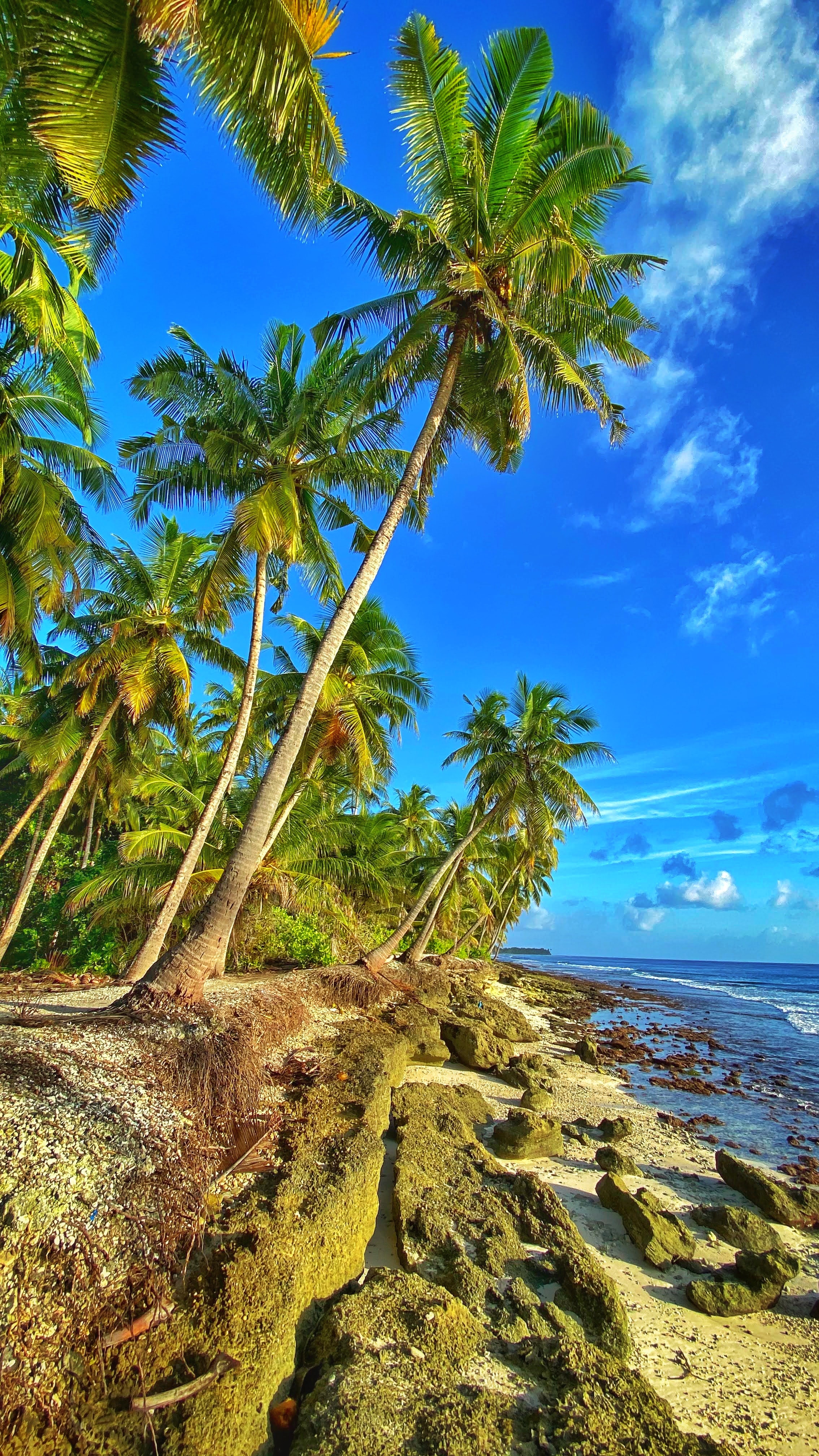 153738 download wallpaper coast, nature, sky, sea, palms screensavers and pictures for free