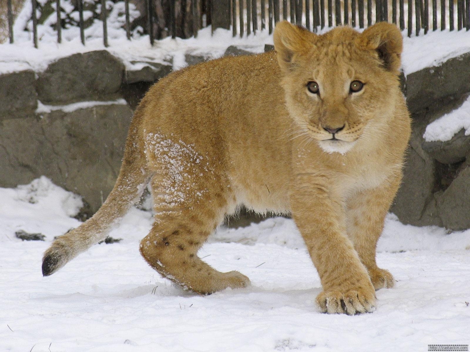 Laden Sie das Tiere, Winter, Lions-Bild kostenlos auf Ihren PC-Desktop herunter