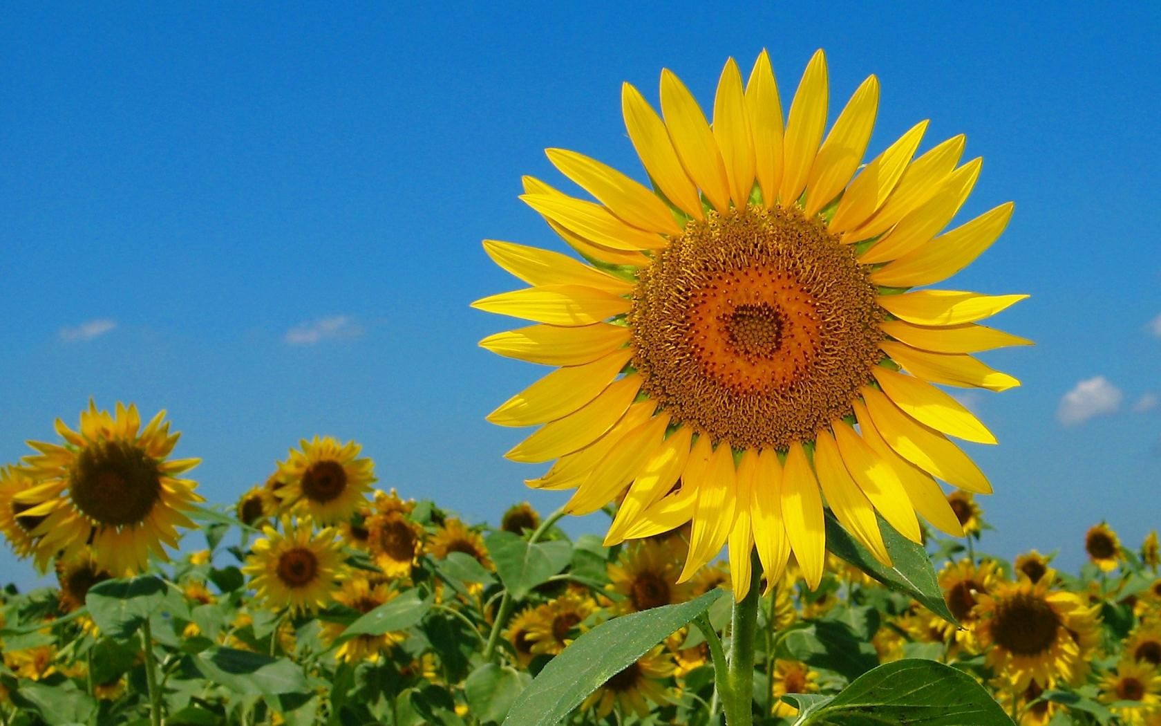 94071 Hintergrundbild herunterladen sommer, sonnenblumen, natur, blumen, sky, feld - Bildschirmschoner und Bilder kostenlos