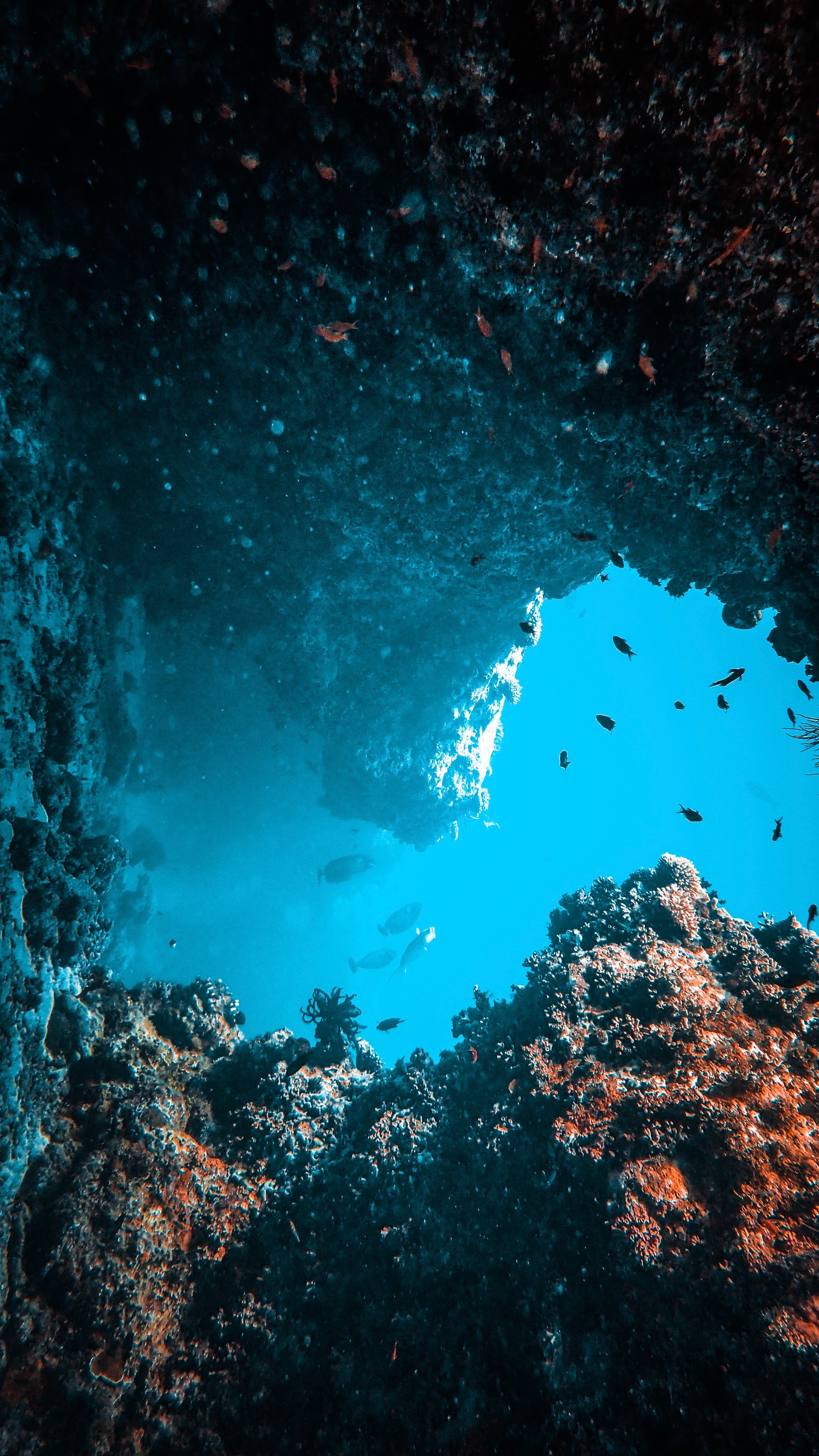 148858 télécharger le fond d'écran coraux, nature, eau, poissons, monde sous marin, monde sous-marin, algue - économiseurs d'écran et images gratuitement