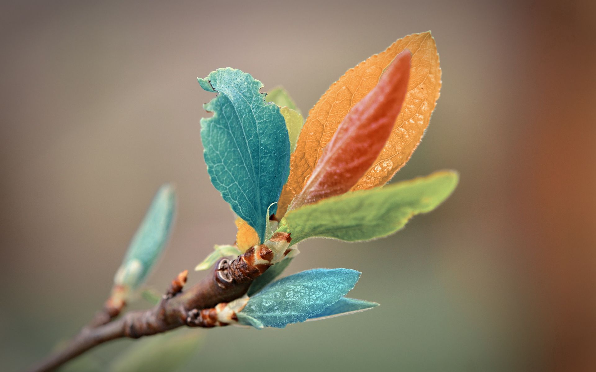 leaves, macro, branch wallpapers for tablet