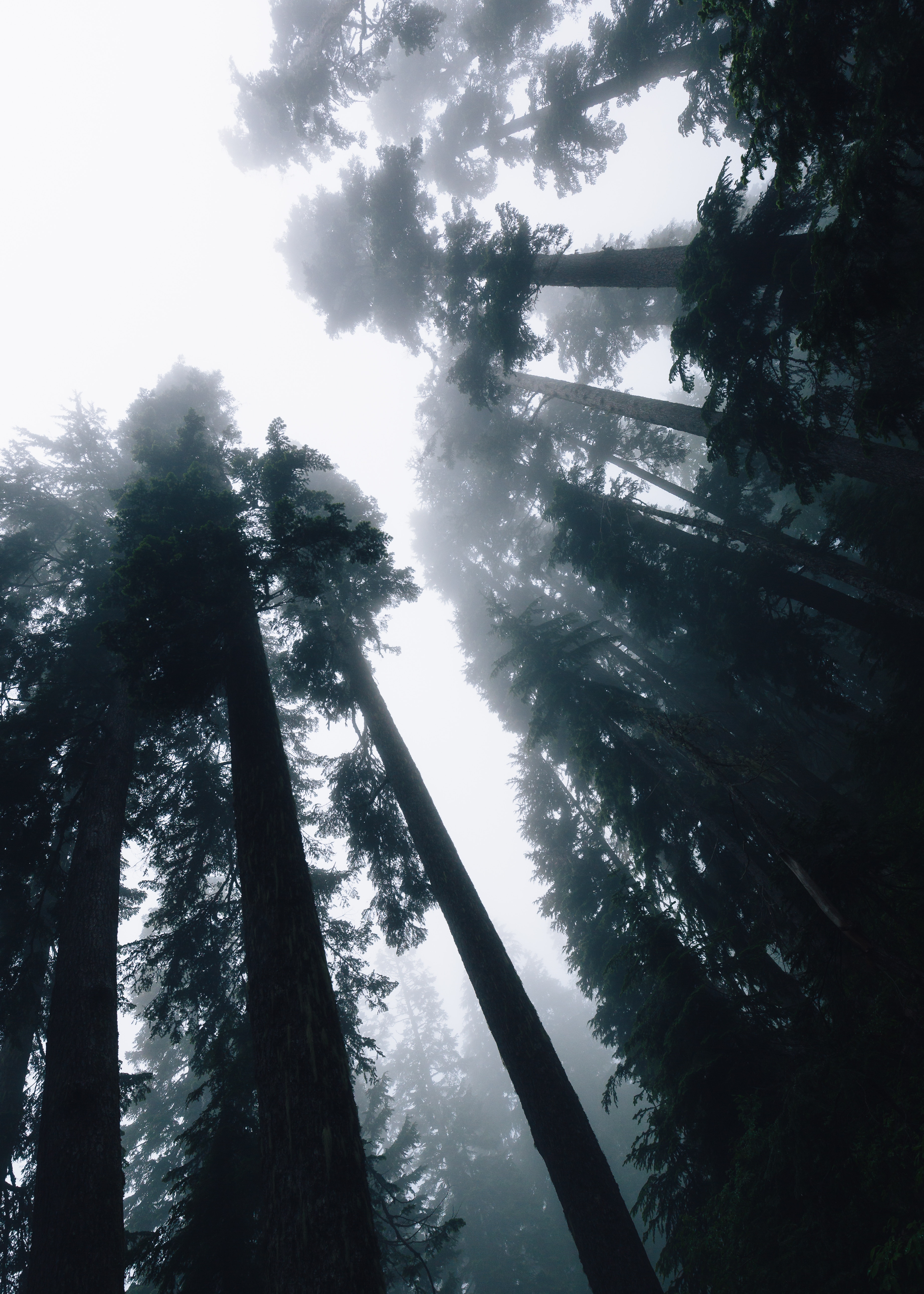 light, nature, trees, sky, shine, forest, fog, bottom view download HD wallpaper