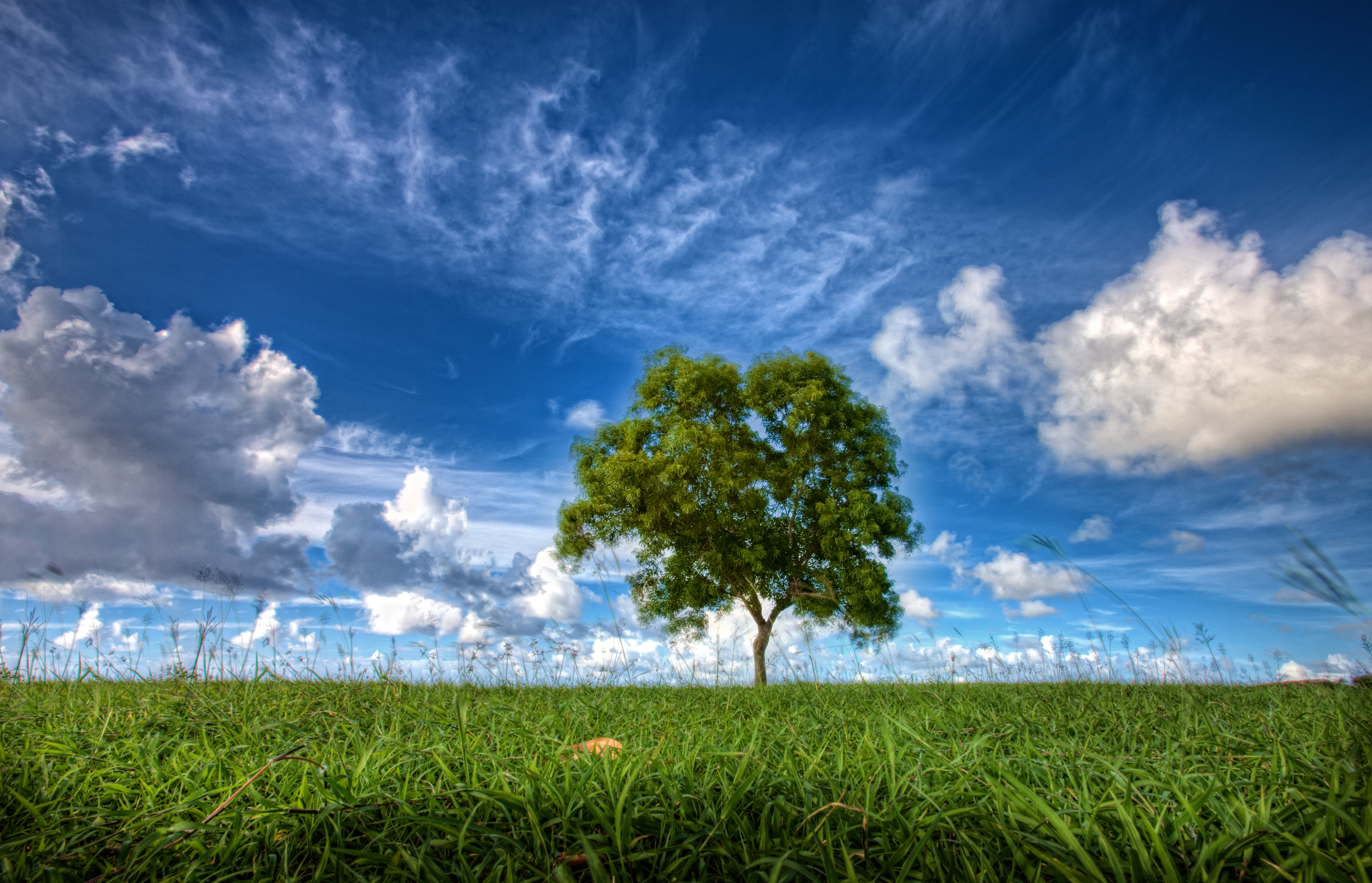 field, nature, sky, wood, tree 1080p