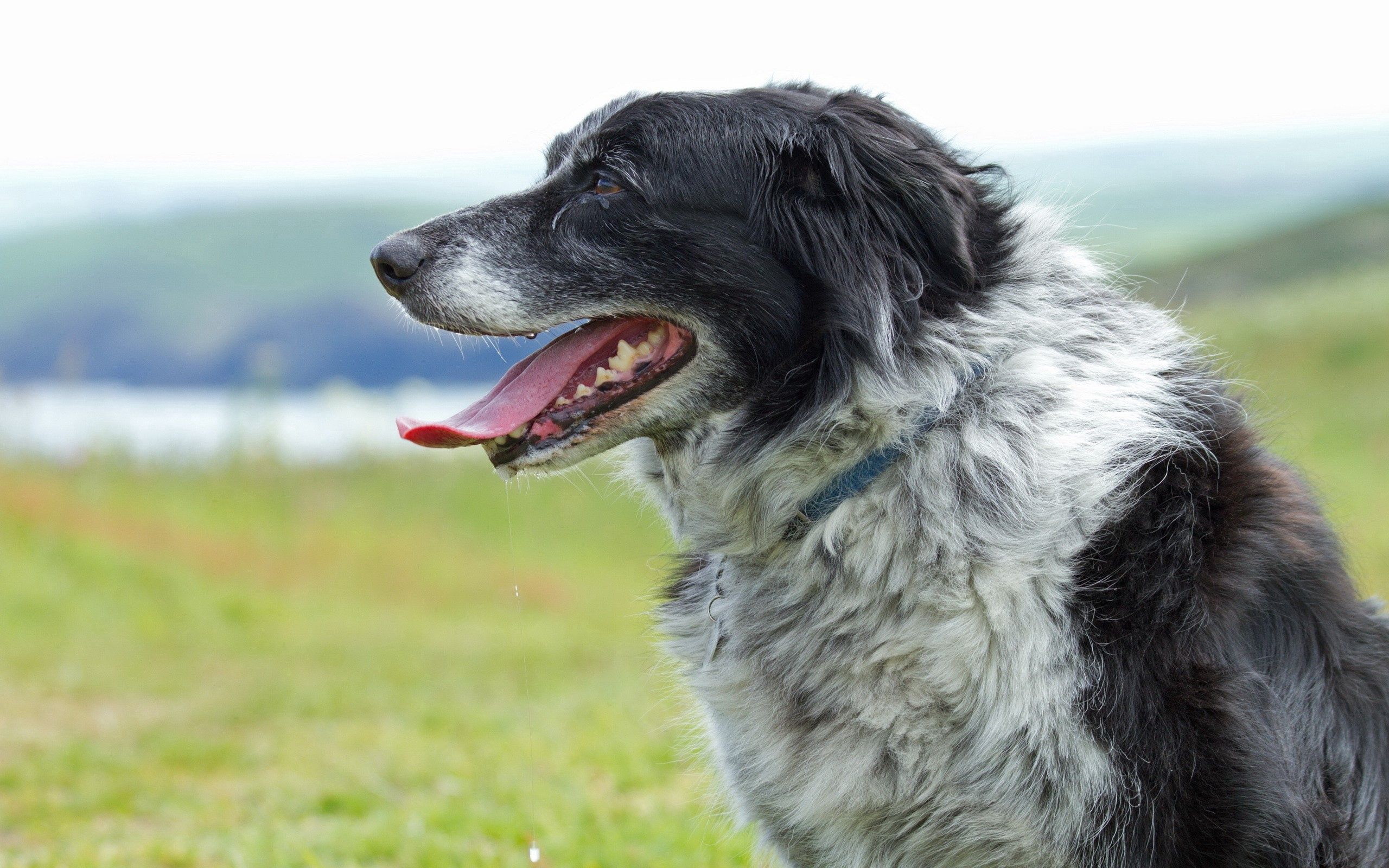 Hdデスクトップ 壁紙 動物 草 犬 銃口 発見 むら プロフィール 言語 舌ダウンロード無料画像