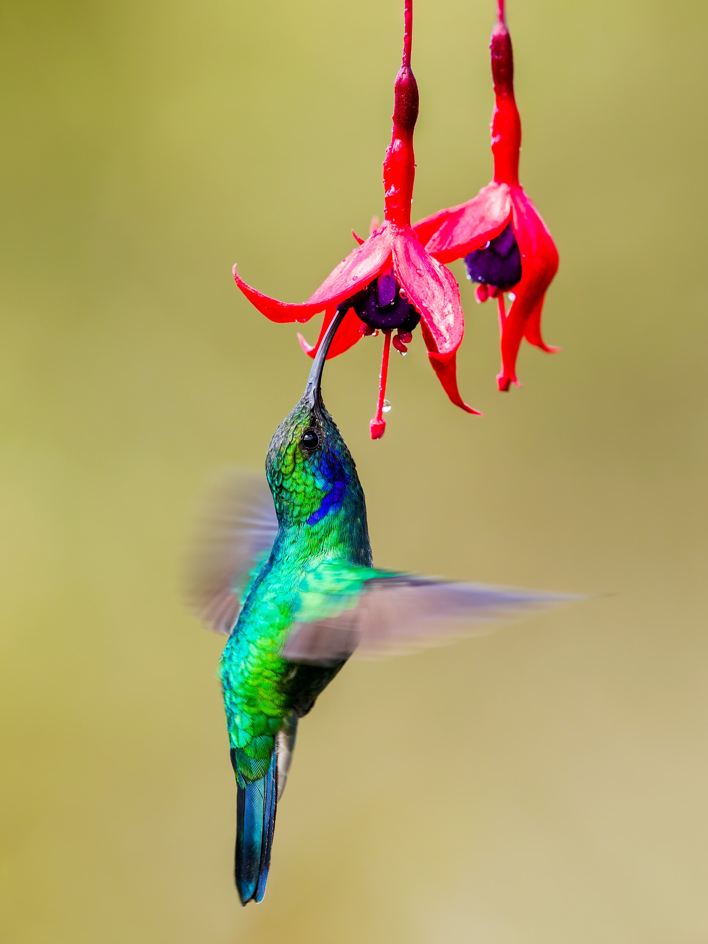 94683 1920x1200 PC pictures for free, download animals, fuchsia, flowers, humming-birds 1920x1200 wallpapers on your desktop