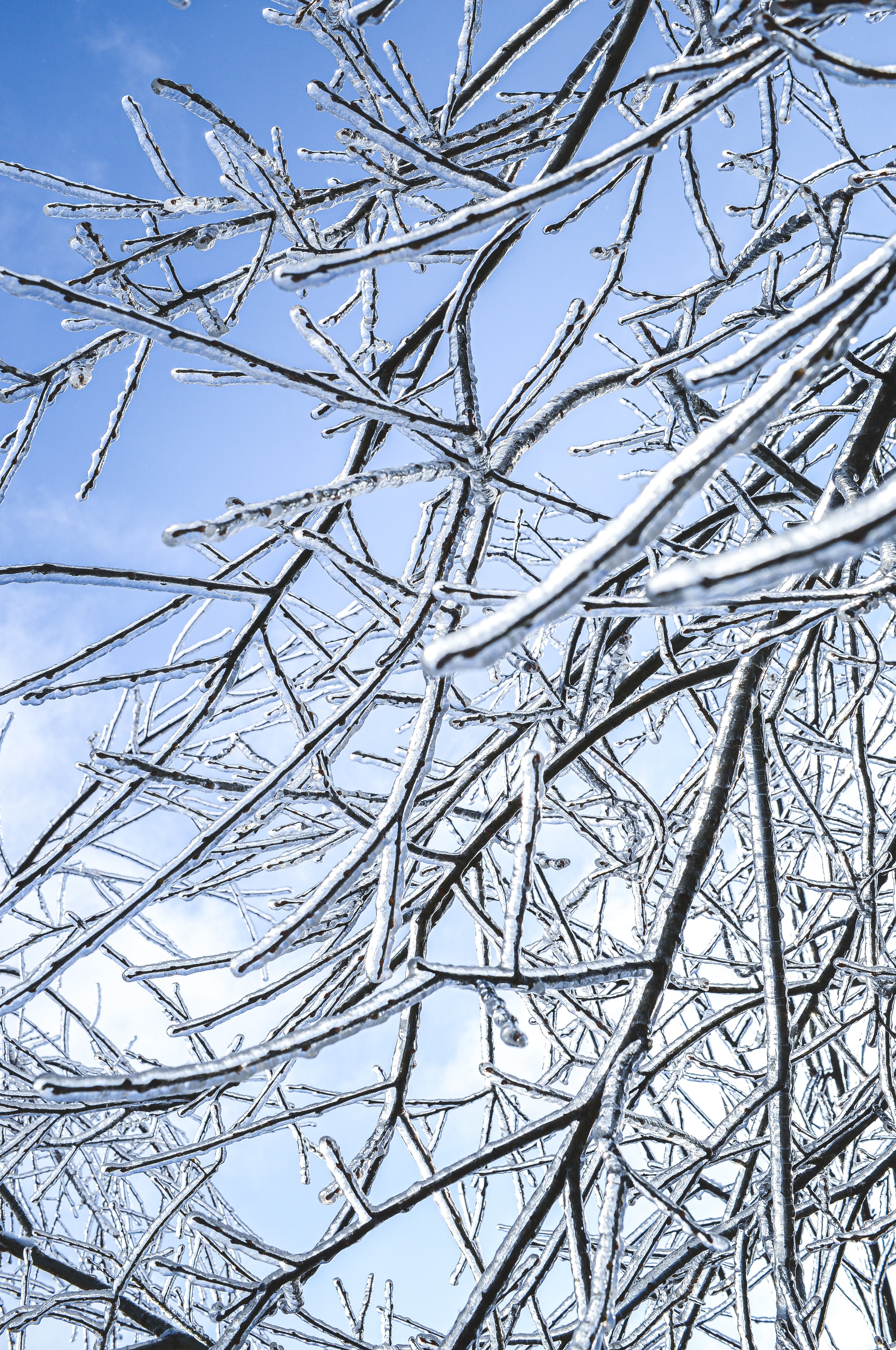 frost, branches, nature, winter home screen for smartphone