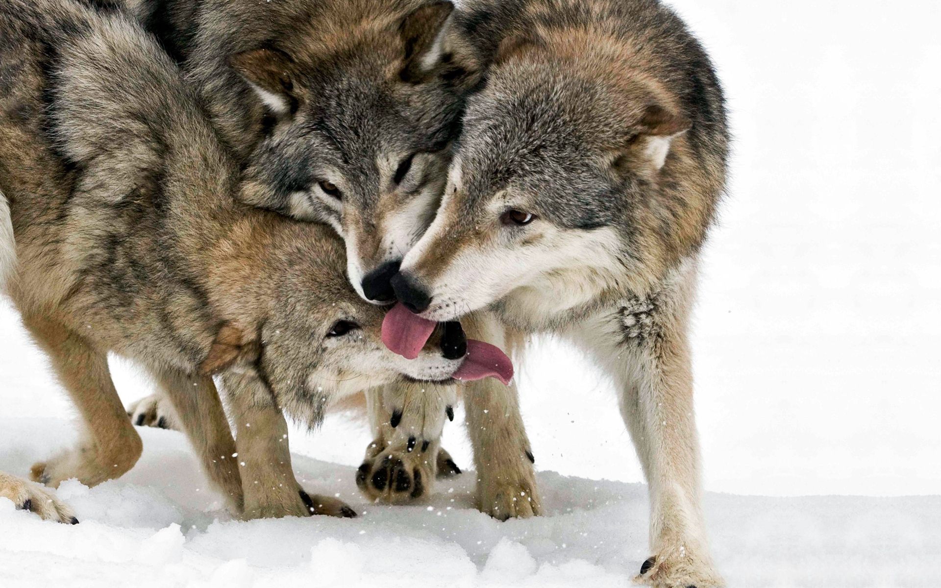 Laden Sie das Tiere, Schnee, Wolf, Drei, Sprache, Zunge, Leck Deine Lippen, Lecken-Bild kostenlos auf Ihren PC-Desktop herunter