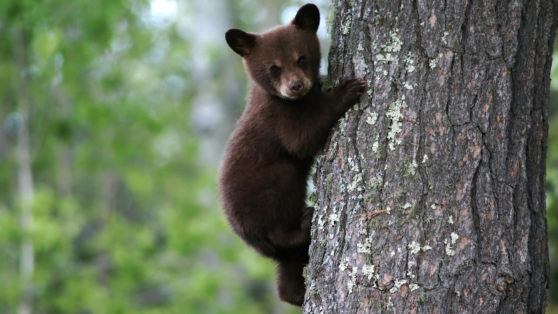 26410 Bild herunterladen tiere, bären - Hintergrundbilder und Bildschirmschoner kostenlos