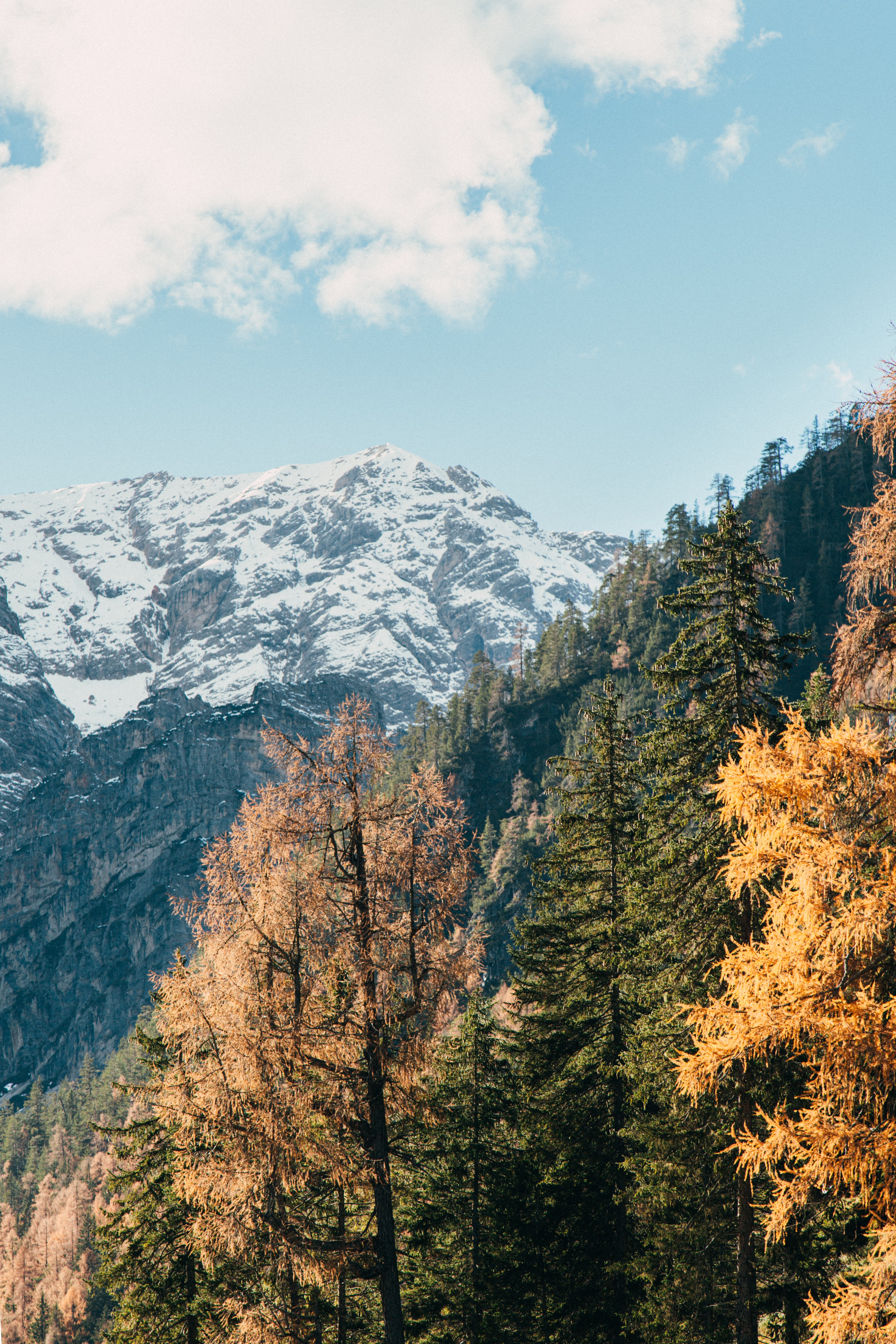 Laden Sie das Landschaft, Natur, Bäume, Schnee, Berg, Scheitel, Nach Oben-Bild kostenlos auf Ihren PC-Desktop herunter