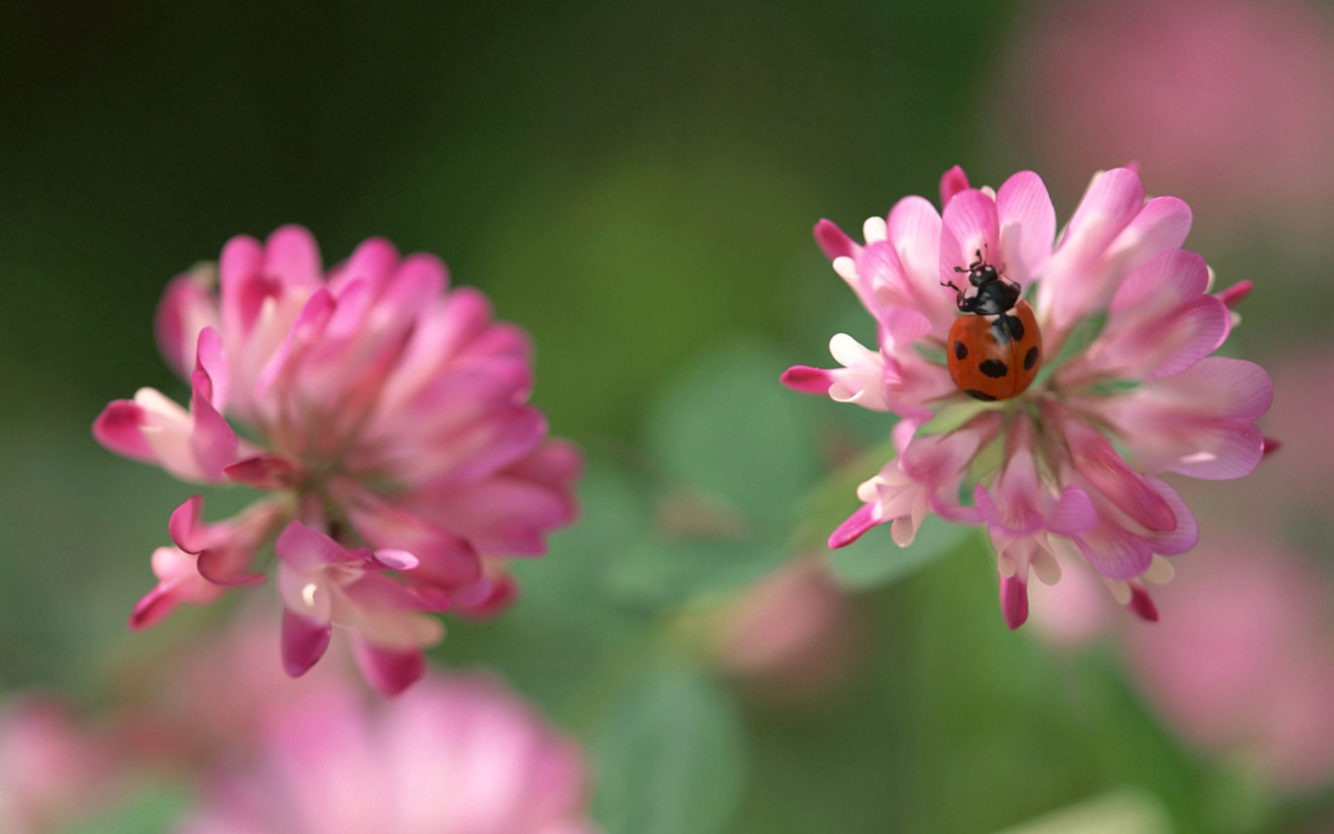 Laden Sie das Marienkäfer, Makro, Insekt, Ladybird, Kriechen, Kleeblatt, Klee-Bild kostenlos auf Ihren PC-Desktop herunter