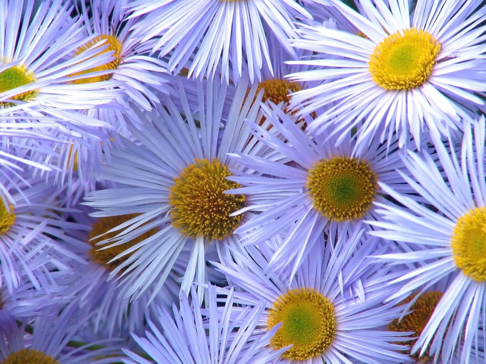 Laden Sie das Blumen, Blütenblätter, Nahaufnahme, Nahansicht, Pollen, Astern-Bild kostenlos auf Ihren PC-Desktop herunter