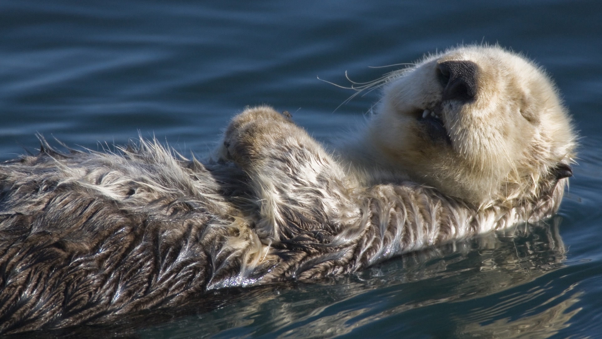 Handy-Wallpaper Tiere, Otters kostenlos herunterladen.