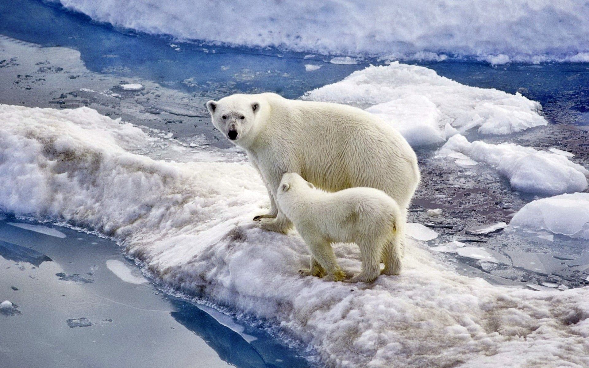 bear, snow, animals, ice, young, ocean, stroll, family, joey, polar bear Smartphone Background