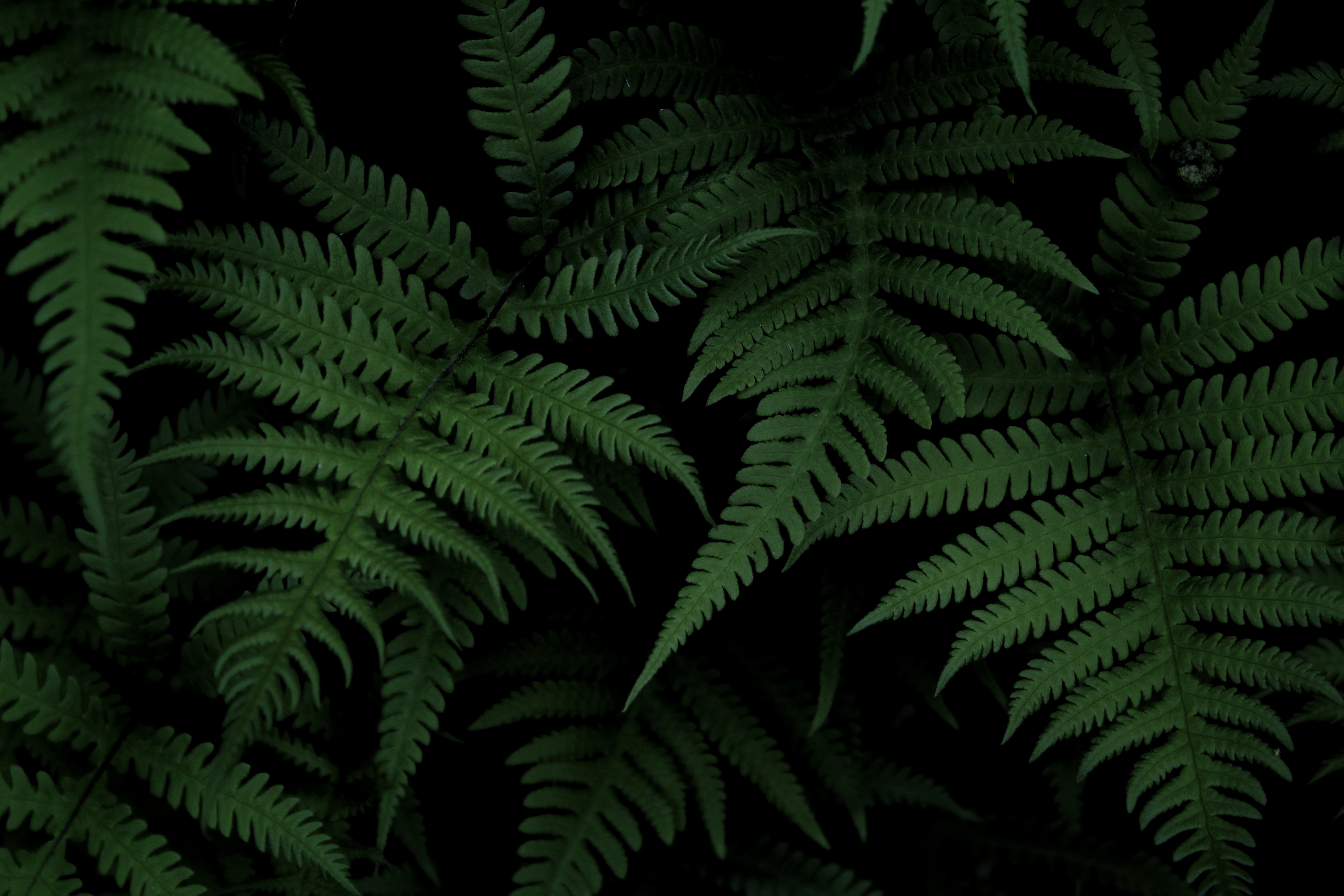 fern, green, nature, bush iphone wallpaper