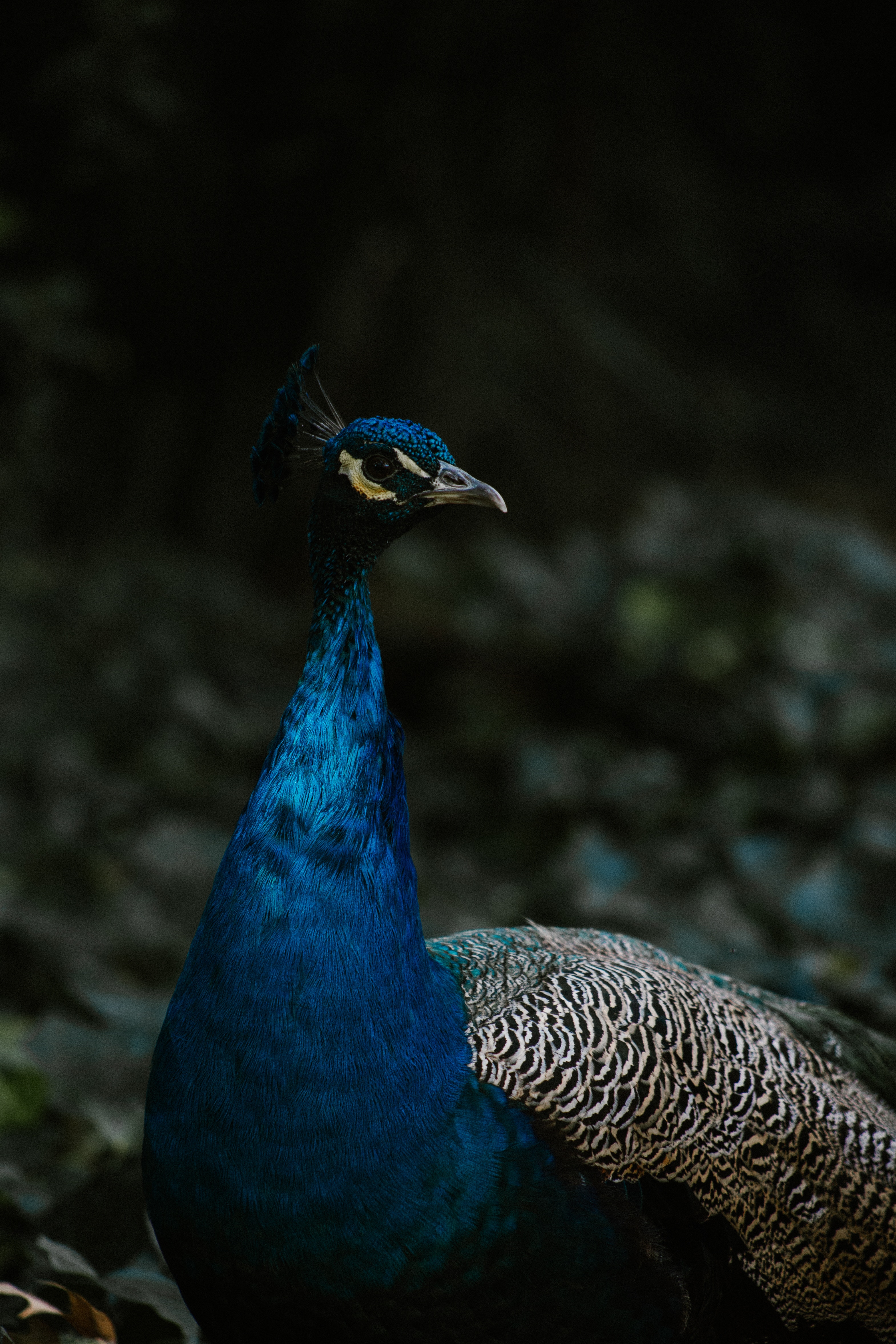 peacock, color, animals, feather, bird