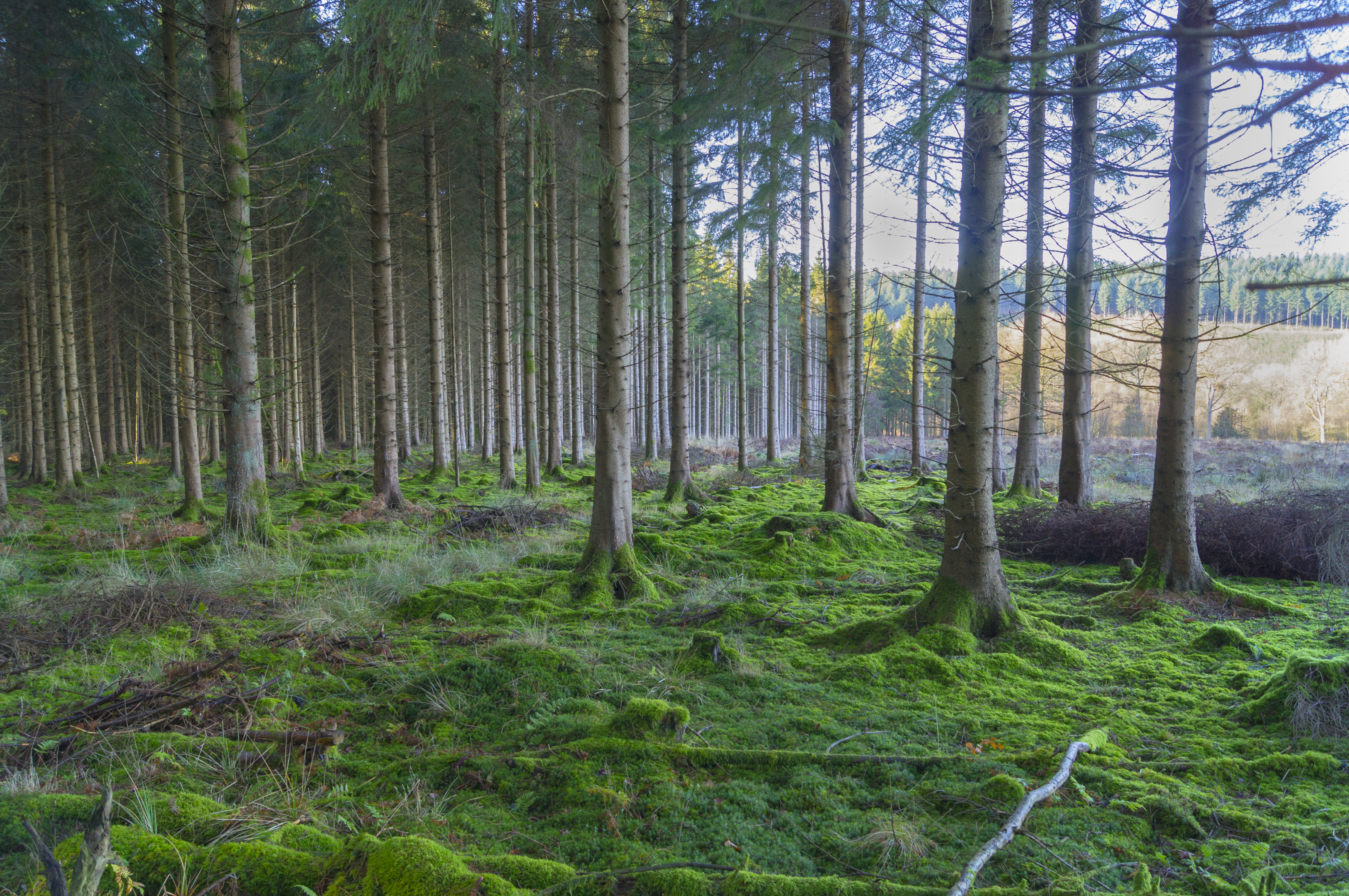 nature, trees, pine, forest, moss High Definition image