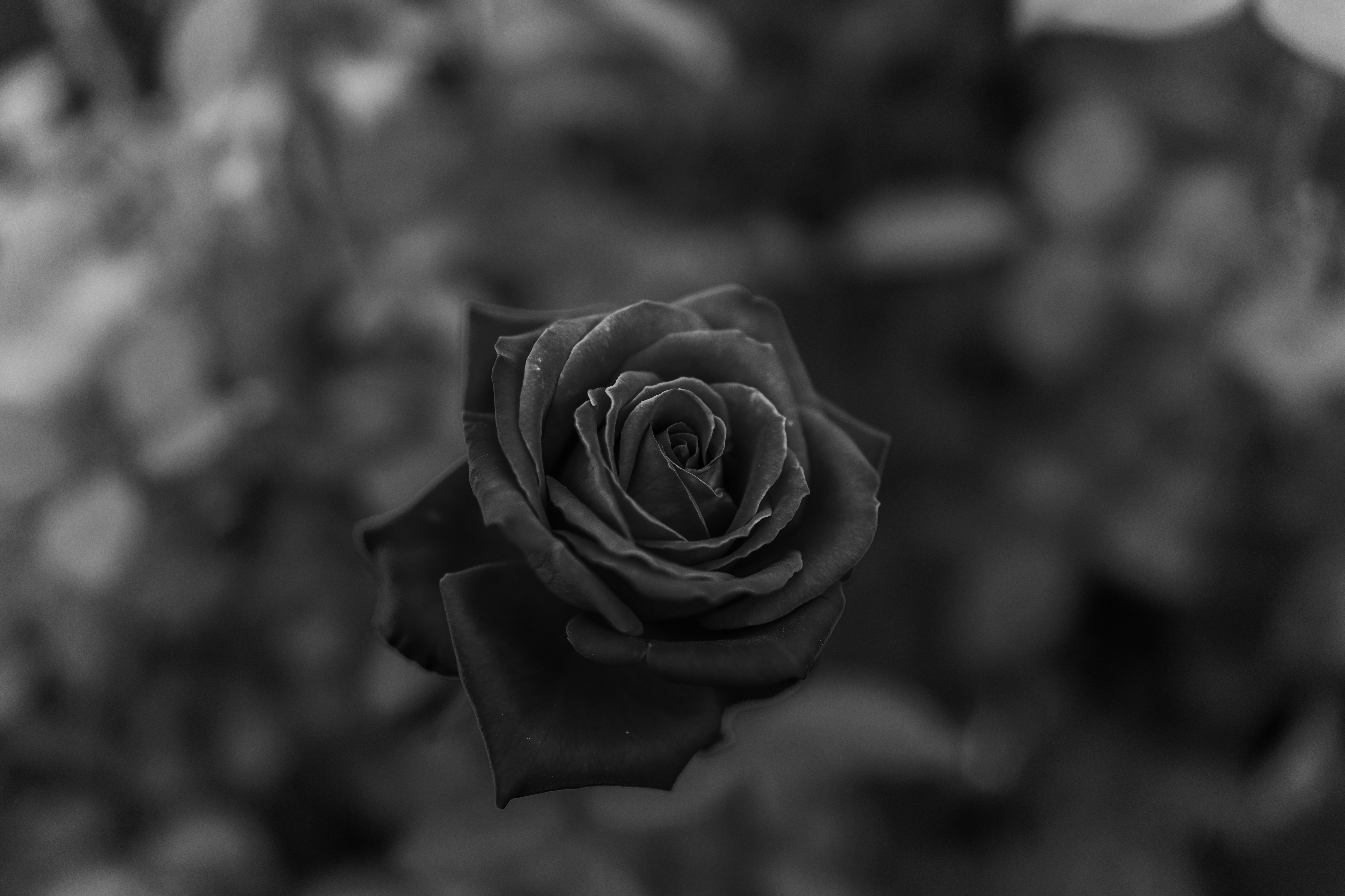 bw, rose flower, rose, close up, flowers, flower, chb 2160p